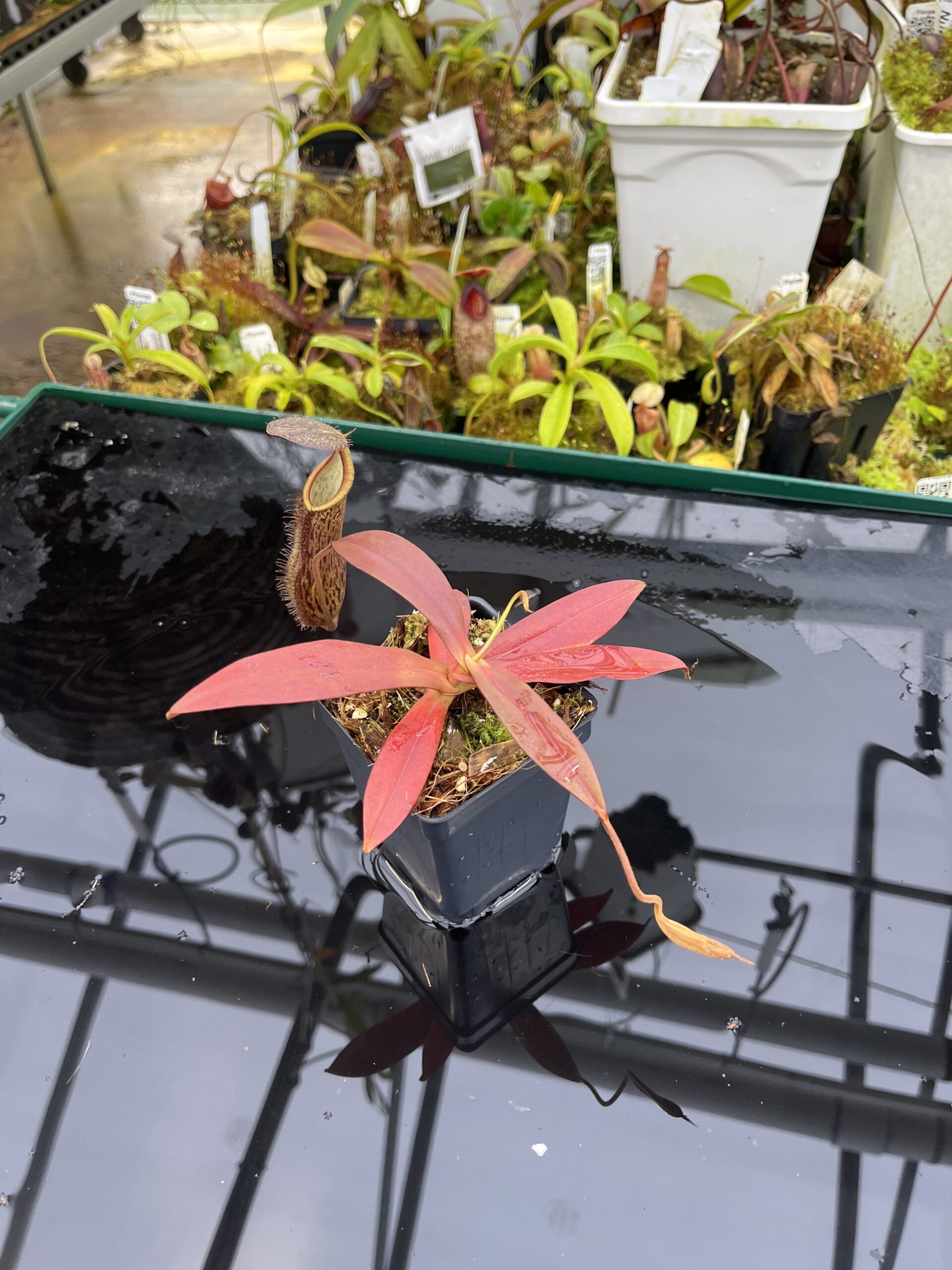 Wide Angle of Nepenthes ramispina x hamata | Borneo Exotics | BE-4569 | H26752