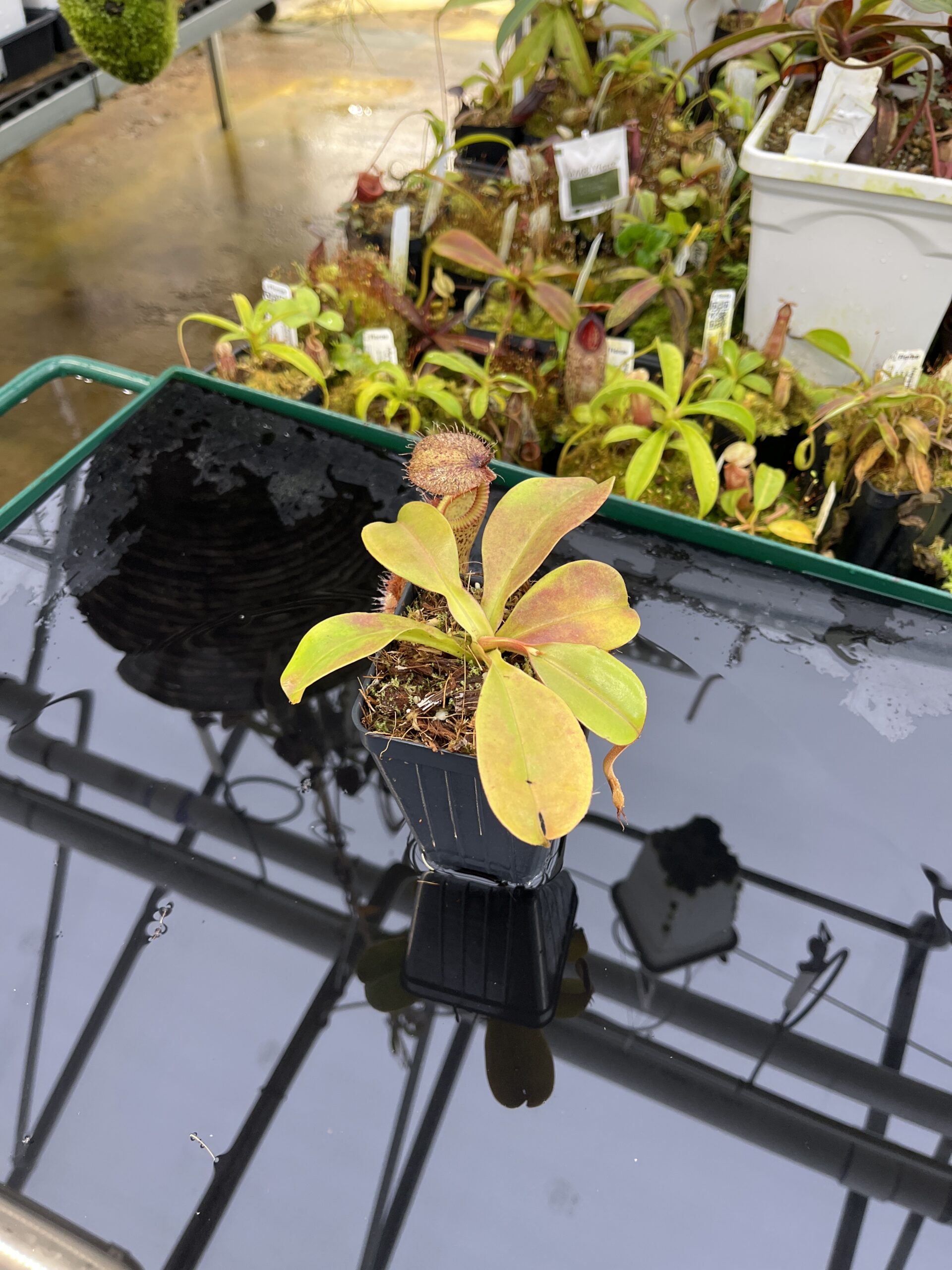 Wide Angle of Nepenthes robcantleyi x hamata | Borneo Exotics | BE-3958 | H26748