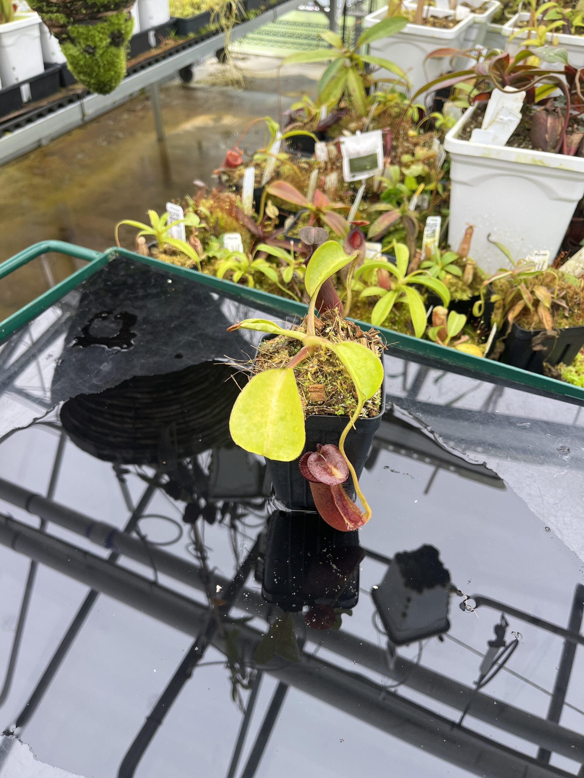 Wide Angle of Nepenthes robcantleyi x lowii | Borneo Exotics | BE-4640 | H26687