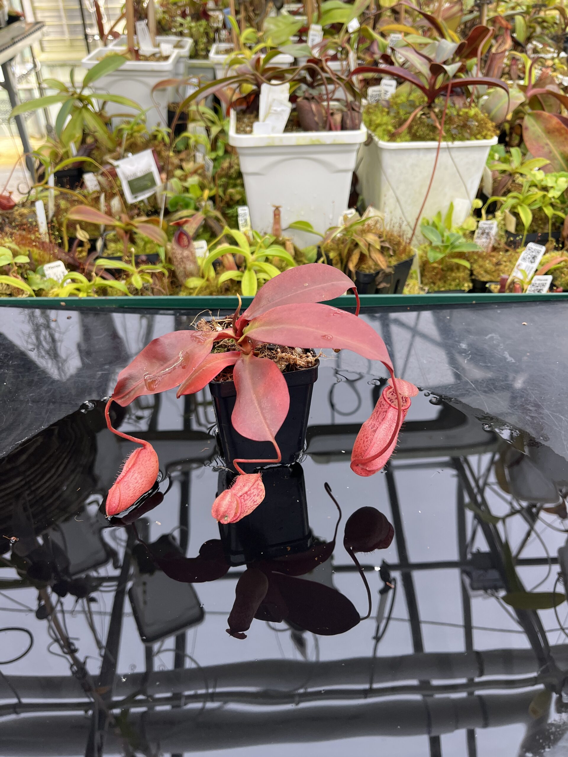 Wide Angle of Nepenthes sibuyanensis x peltata | Borneo Exotics | BE-4532 | IN26719