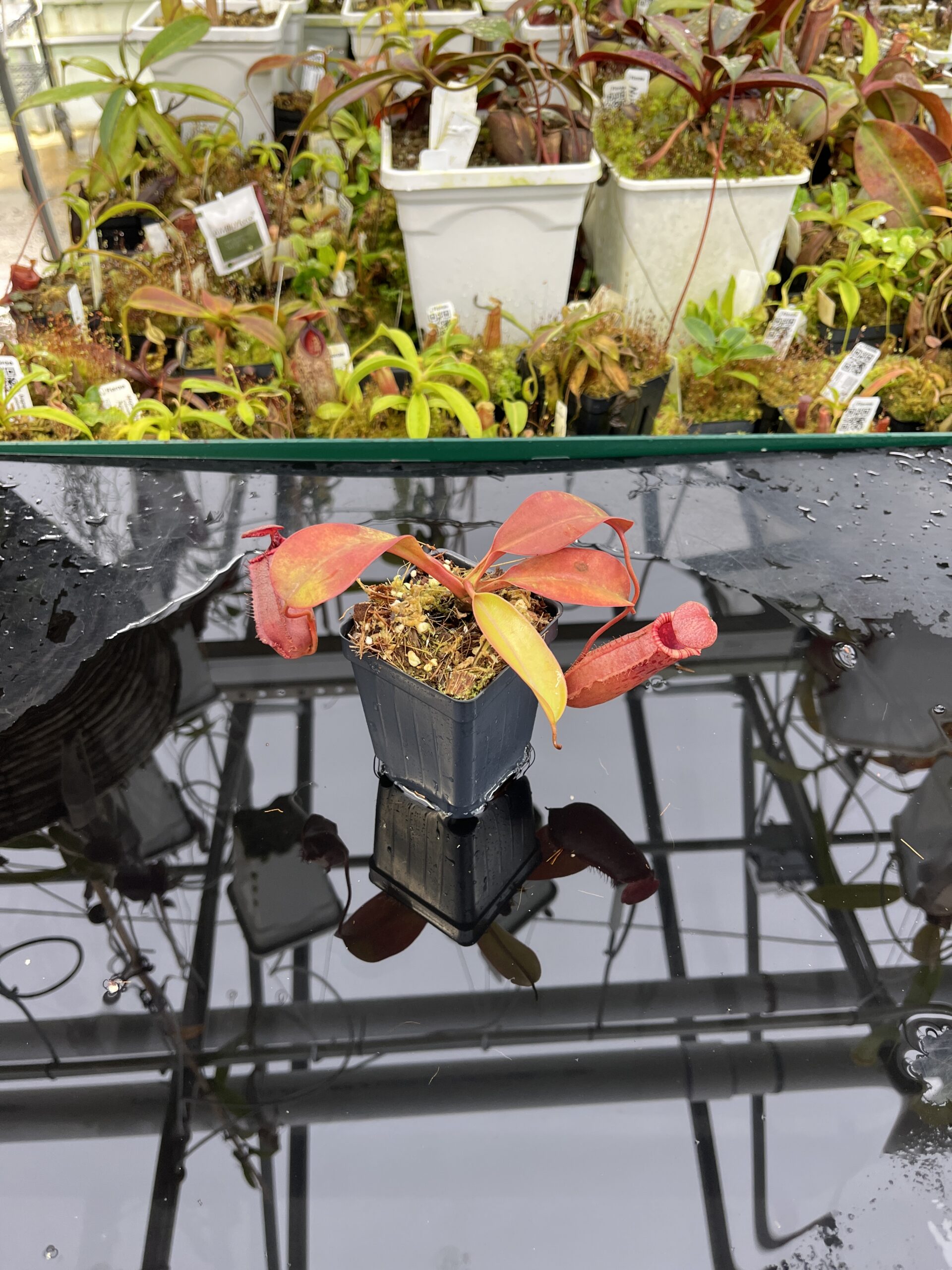Wide Angle of Nepenthes sibuyanensis x (veitchii x lowii) | Borneo Exotics | BE-4614 | IN26483
