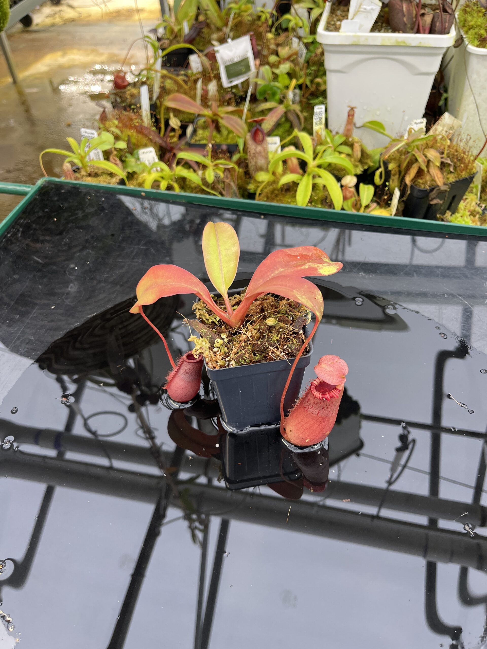 Wide Angle of Nepenthes sibuyanensis x (veitchii x lowii) | Borneo Exotics | BE-4614 | IN26721