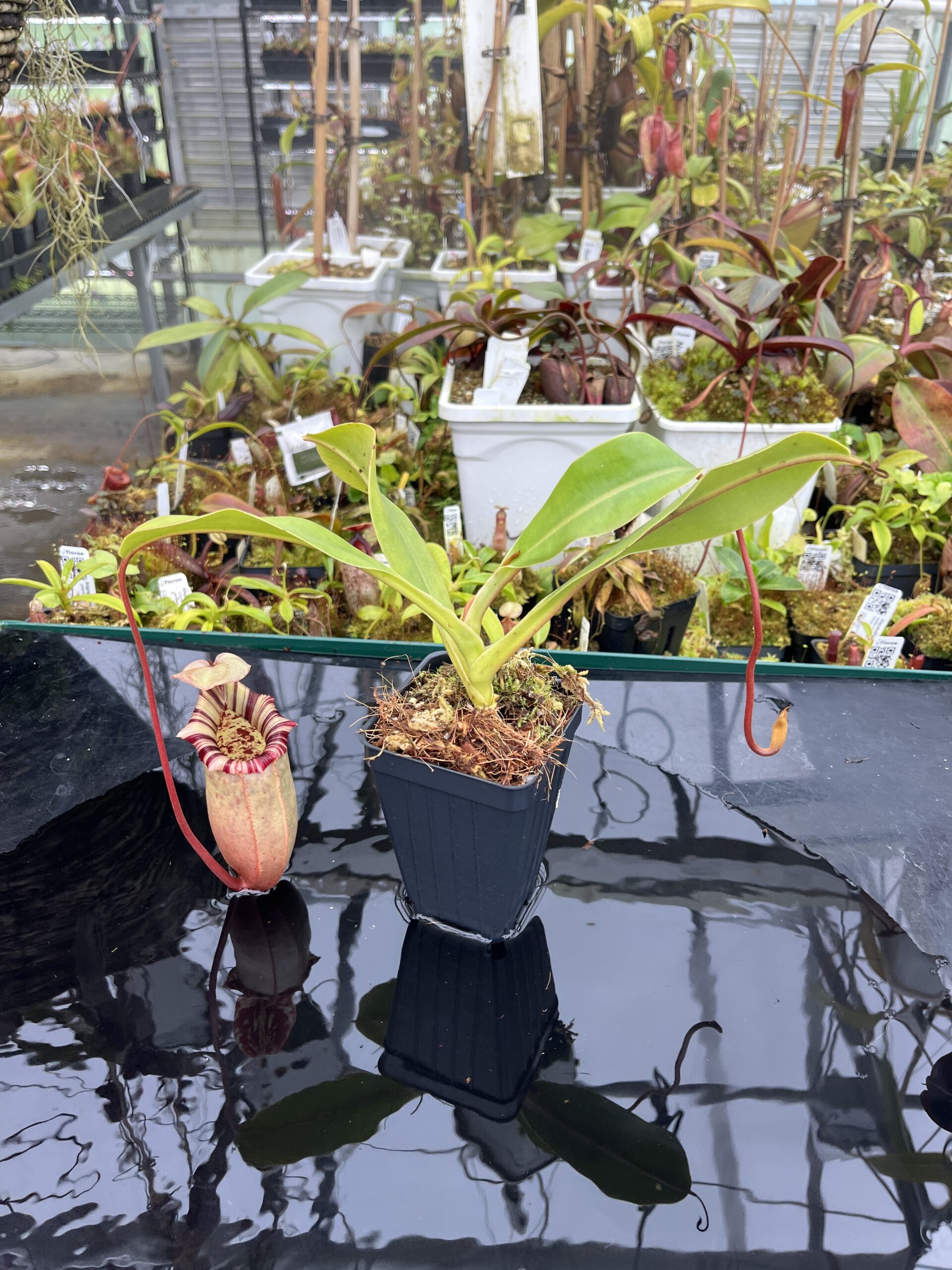 Wide Angle of Nepenthes sibuyanensis x (veitchii x lowii) | Borneo Exotics | BE-4615 | IN26709