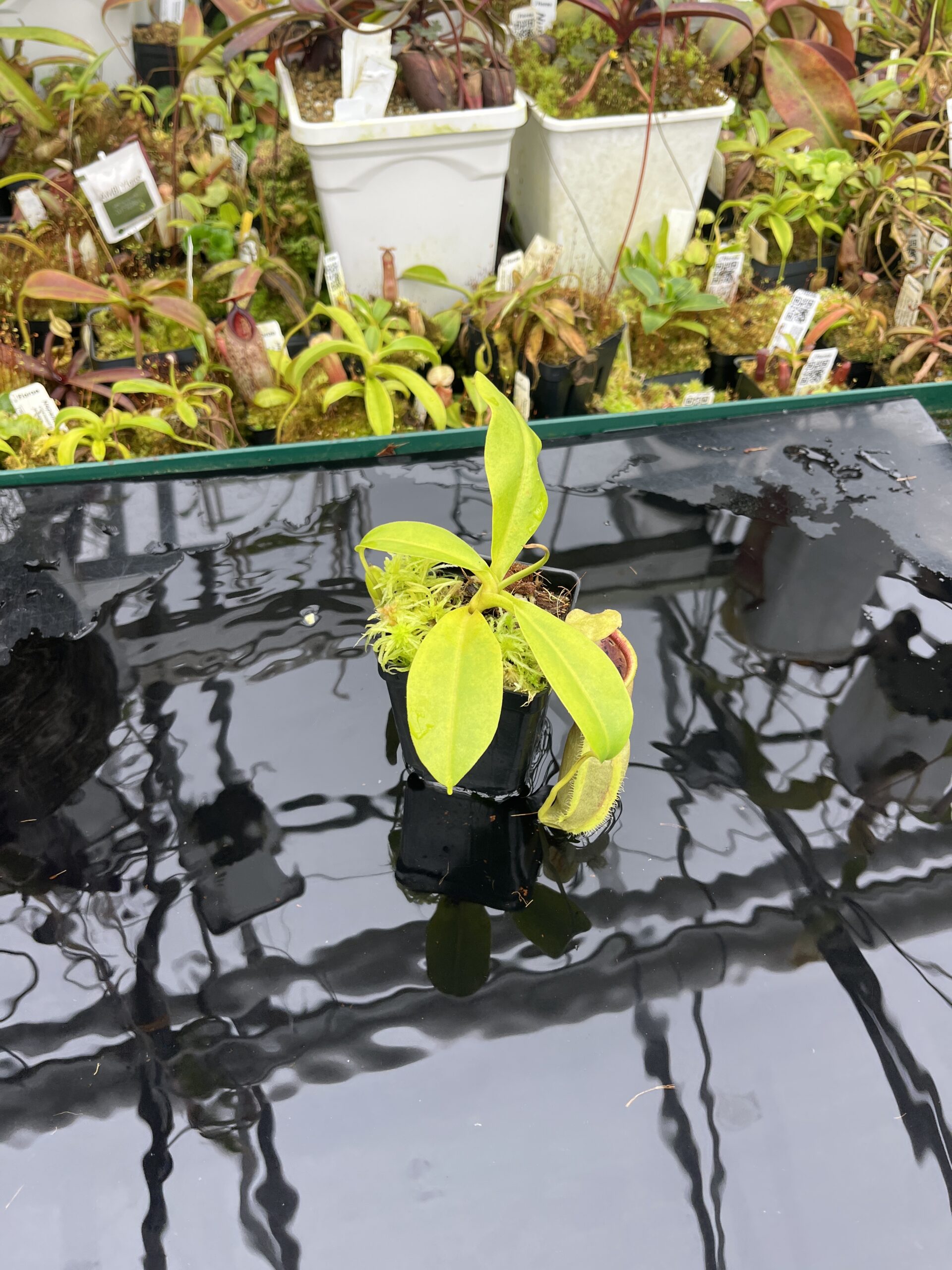 Wide Angle of Nepenthes spathulata x campanulata | Borneo Exotics | BE-3796 | IN26738
