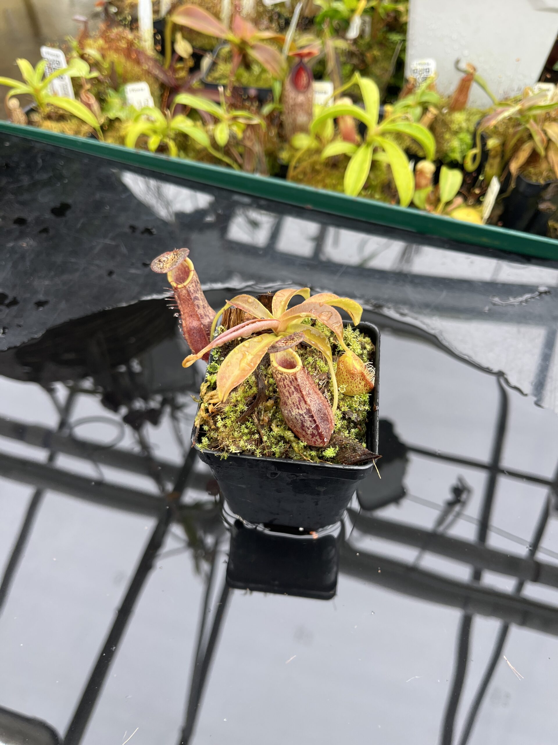 Wide Angle of Nepenthes spathulata x spectabilis | Borneo Exotics | BE-4528 | H26503