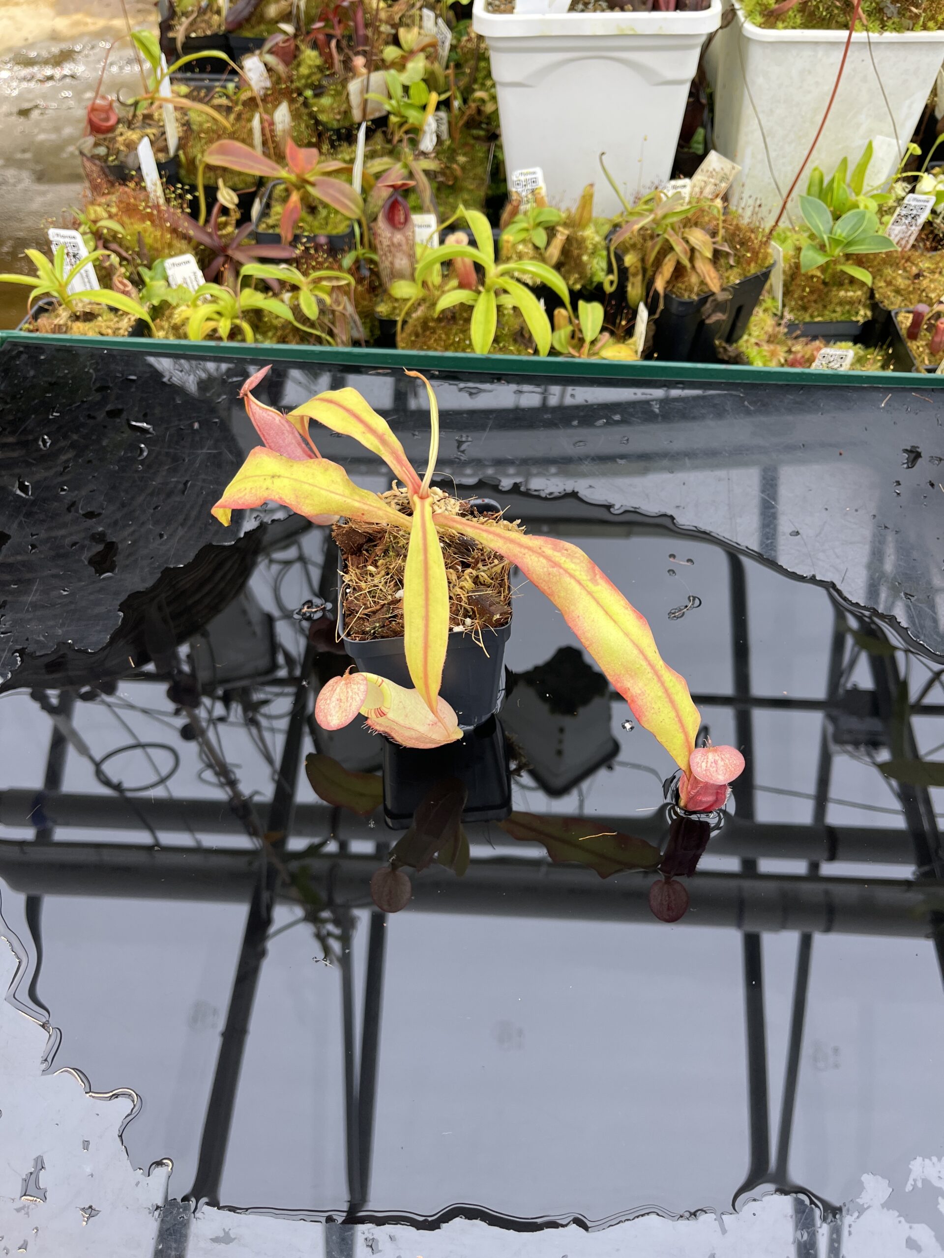 Wide Angle of Nepenthes spectabilis x mirabilis var. globosa | Borneo Exotics | BE-4523 | IN26338