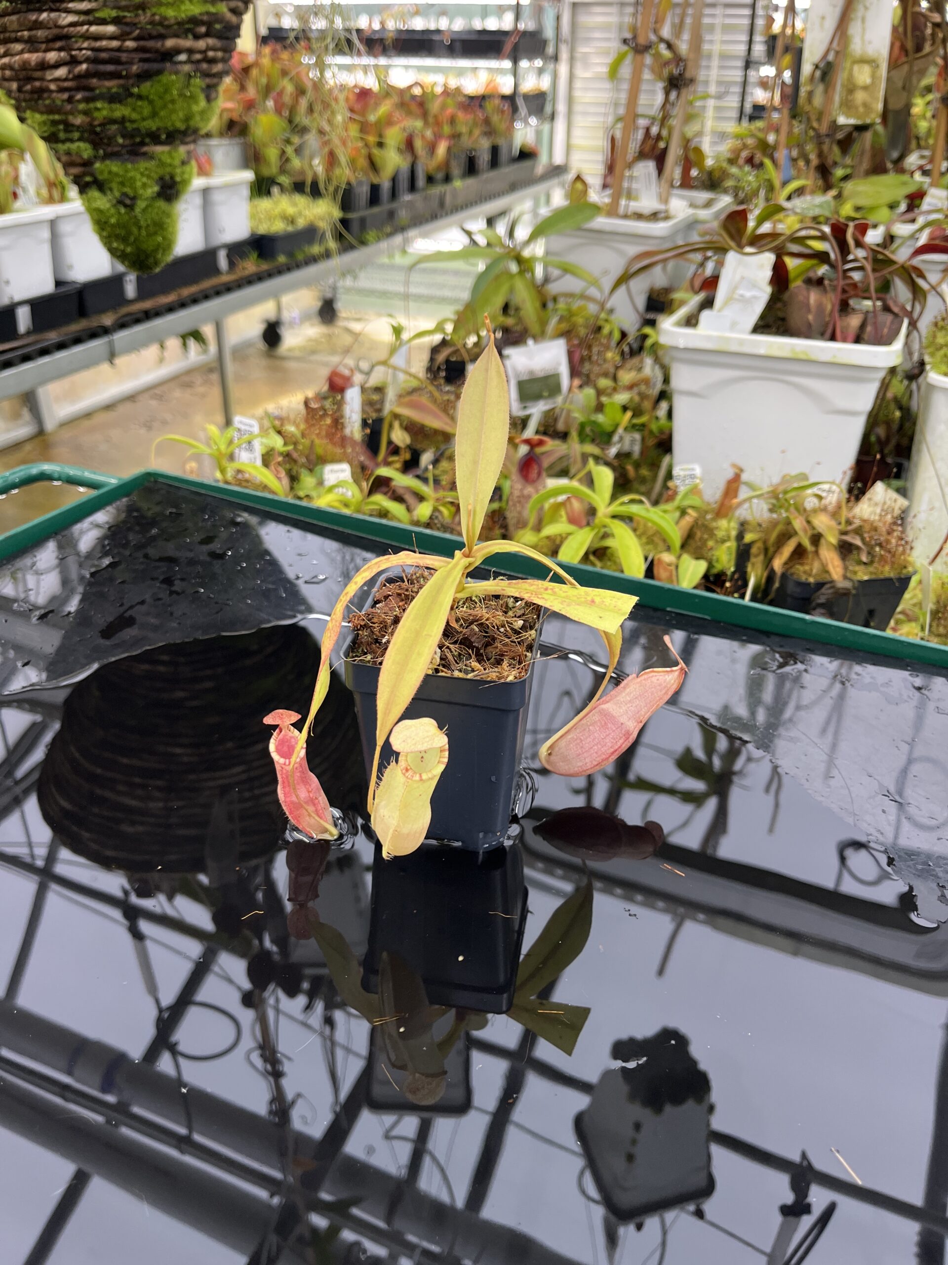 Wide Angle of Nepenthes spectabilis x mirabilis var. globosa | Borneo Exotics | BE-4523 | IN26482