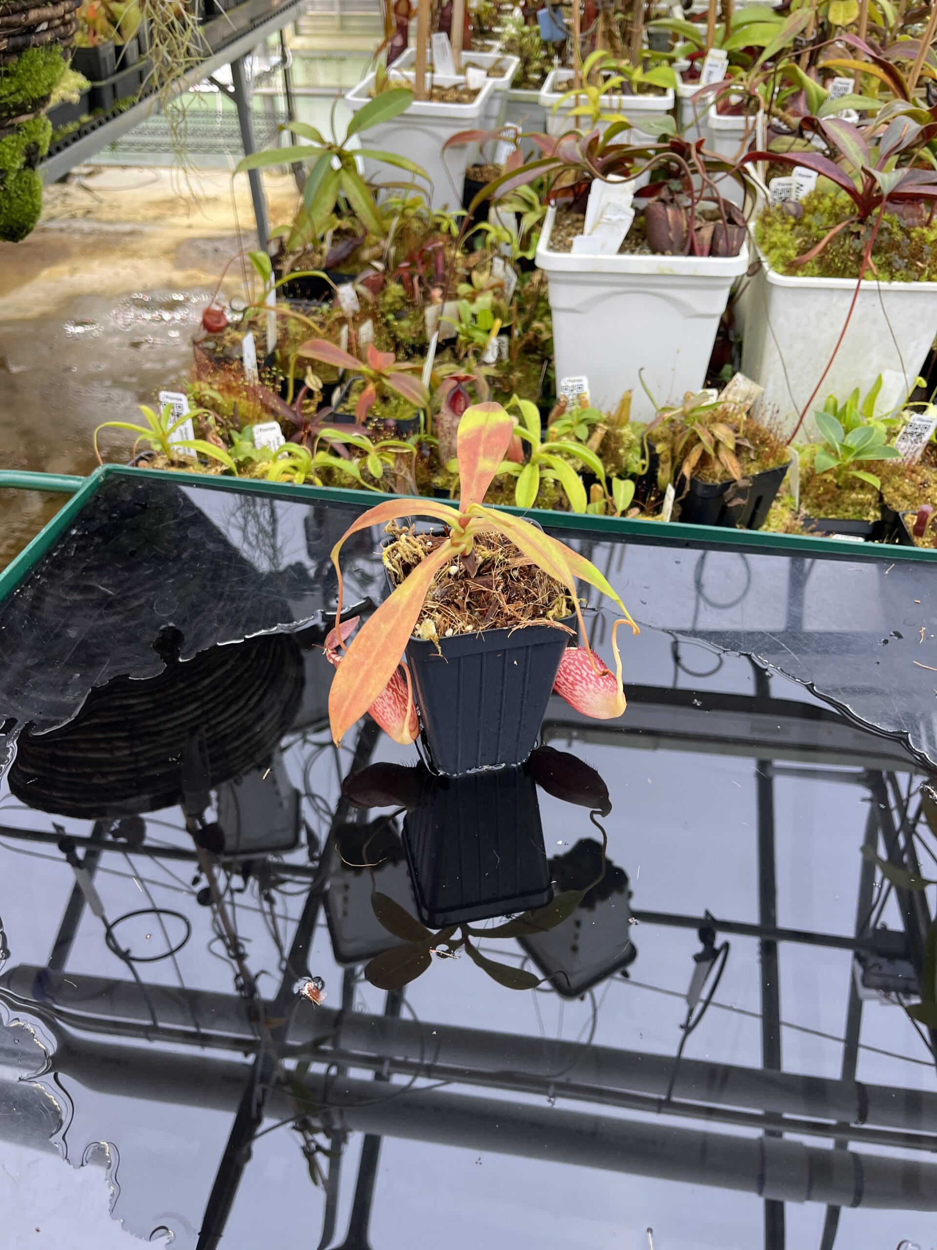 Wide Angle of Nepenthes spectabilis x tenuis | Borneo Exotics | BE-3884 | IN26332