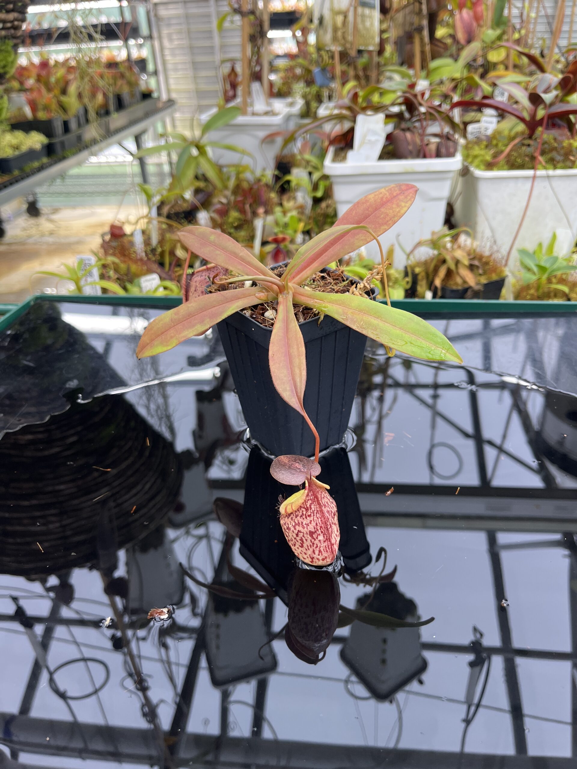 Wide Angle of Nepenthes spectabilis x tenuis | Borneo Exotics | BE-3884 | IN26336
