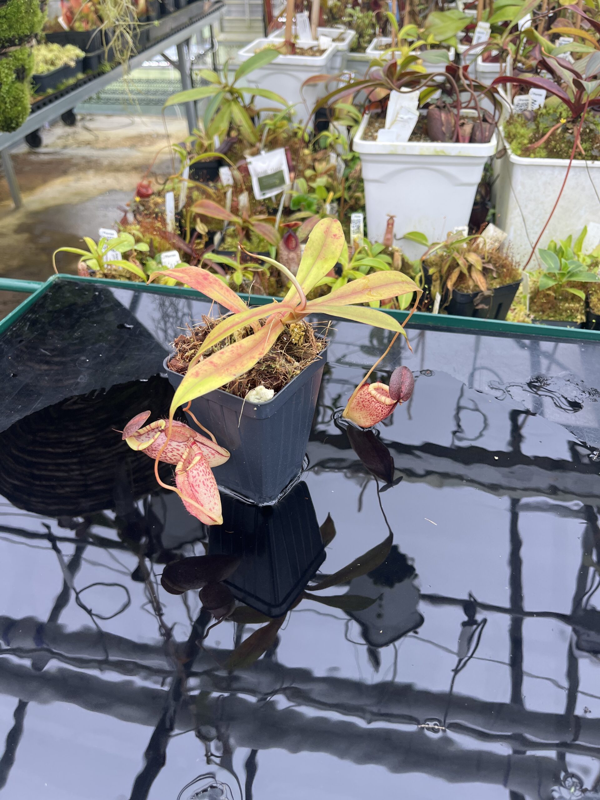 Wide Angle of Nepenthes spectabilis x tenuis | Borneo Exotics | BE-3884 | IN26727
