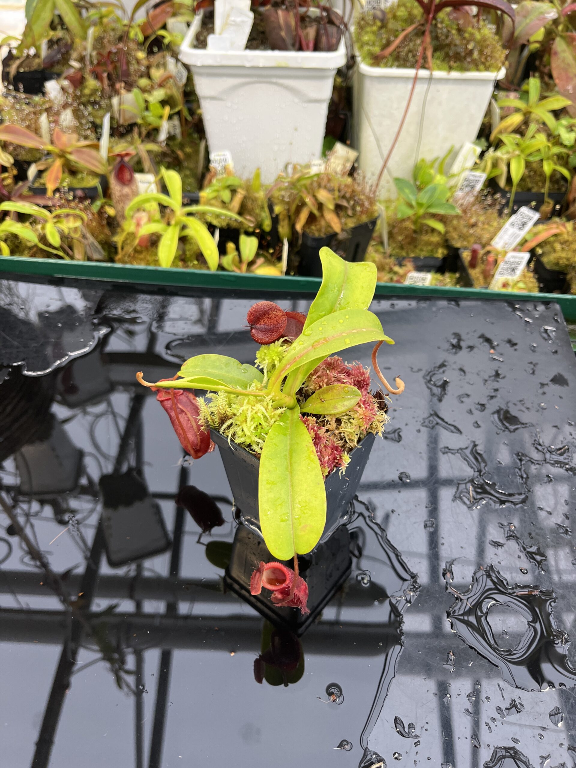 Wide Angle of Nepenthes undulatifolia x diabolica | Andreas Wistuba | AW-ISC | H26241