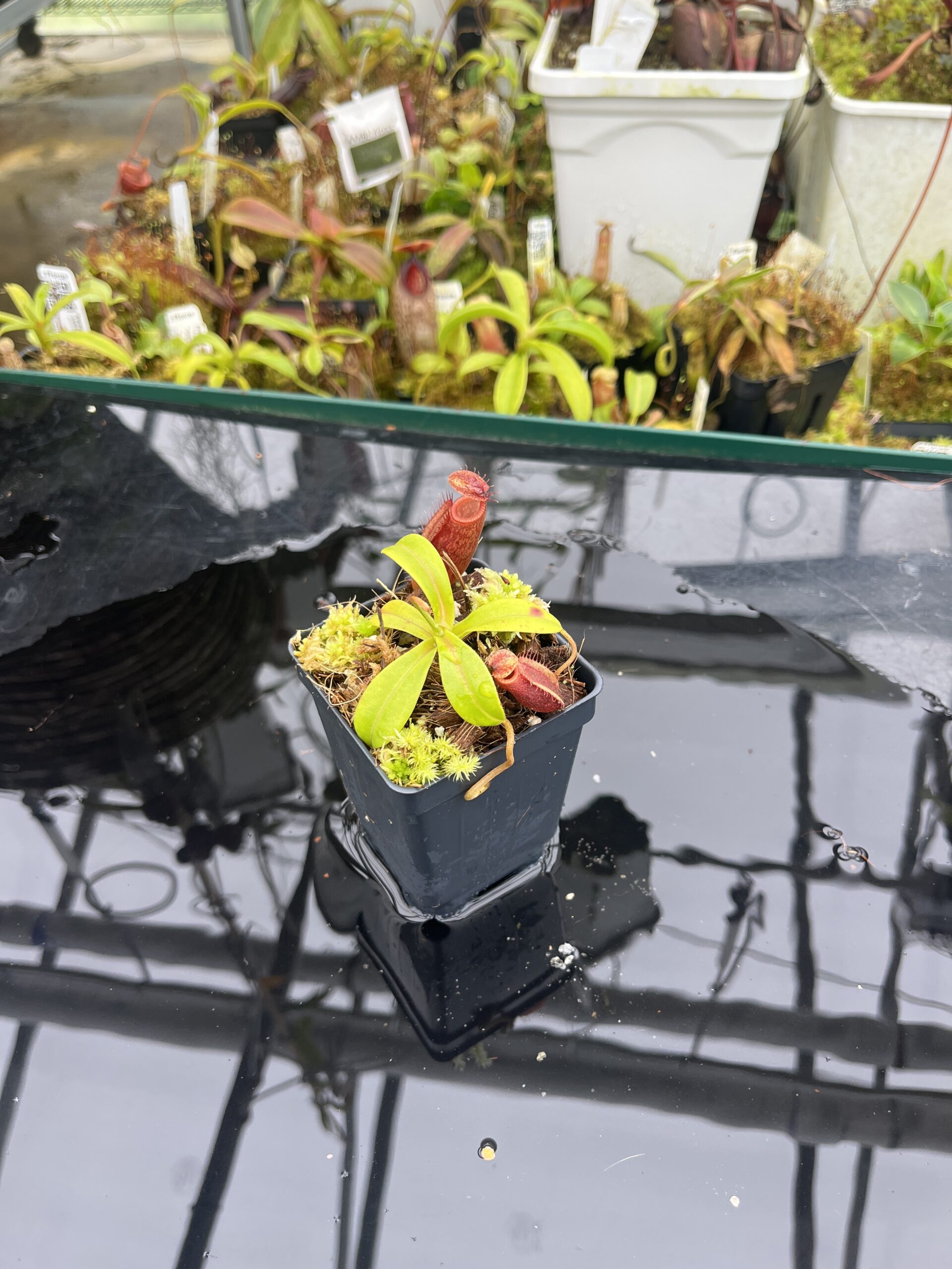 Wide Angle of Nepenthes undulatifolia x diabolica | Andreas Wistuba | AW-ISC | H26692