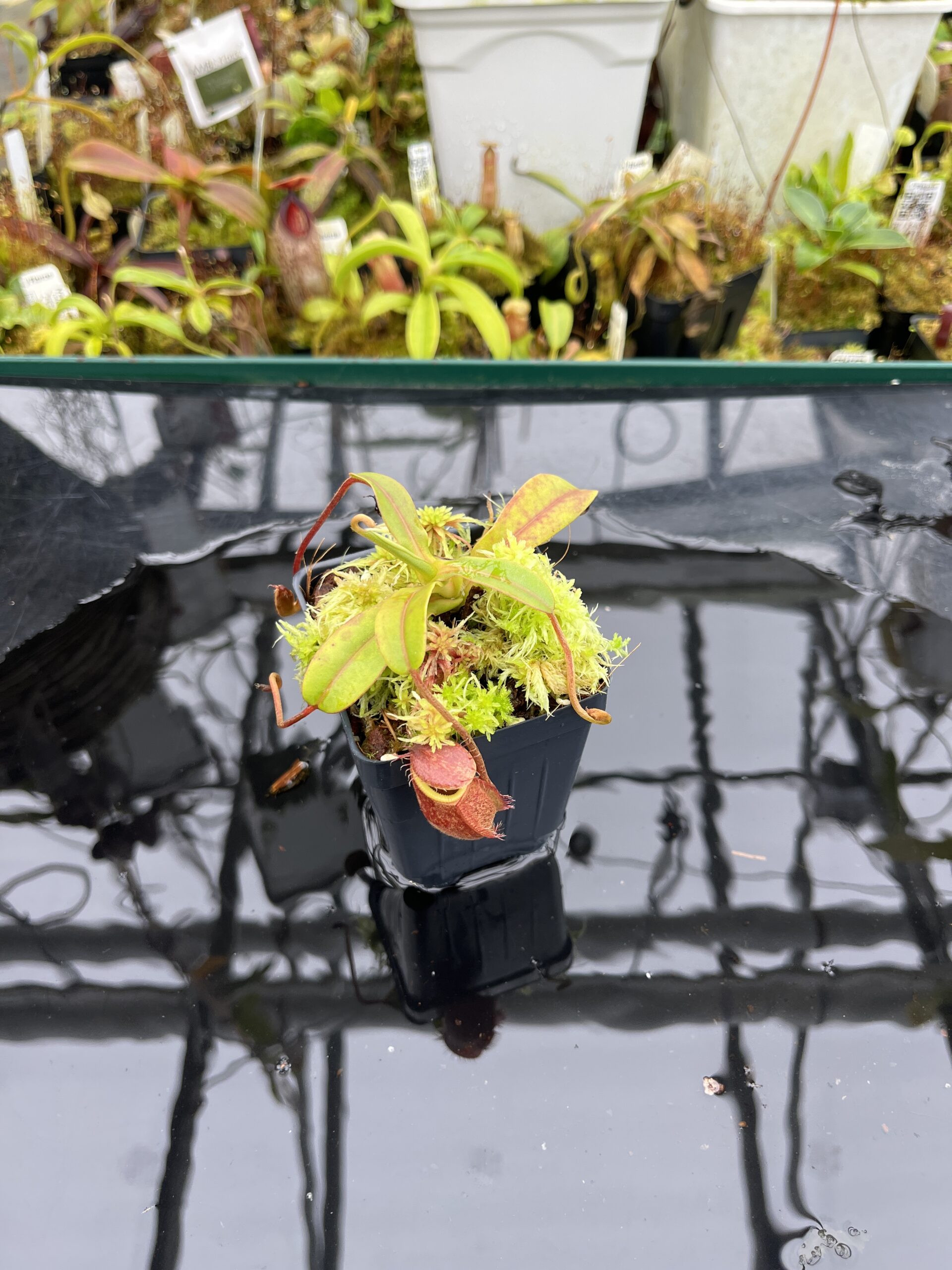 Wide Angle of Nepenthes undulatifolia x edwardsiana | Andreas Wistuba | AW-ISC | H26523