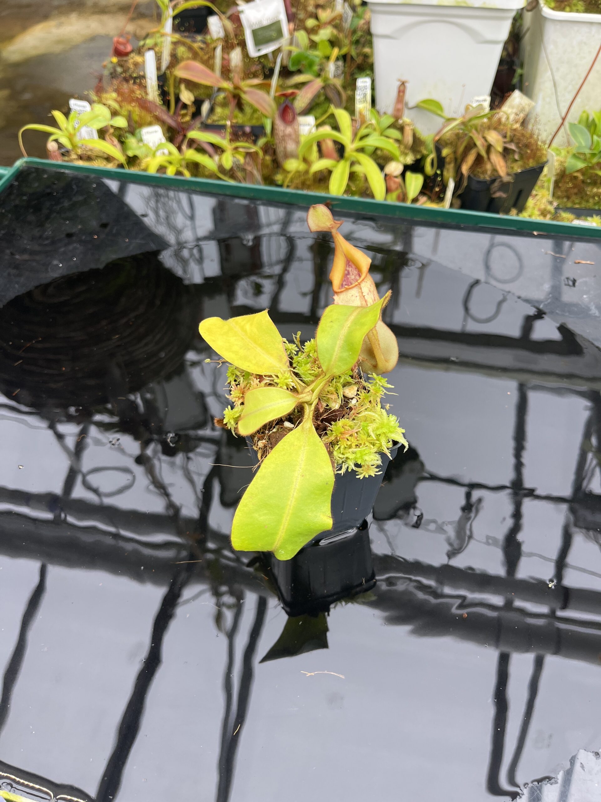Wide Angle of Nepenthes veitchii | Borneo Exotics | BE-3734 | L26743