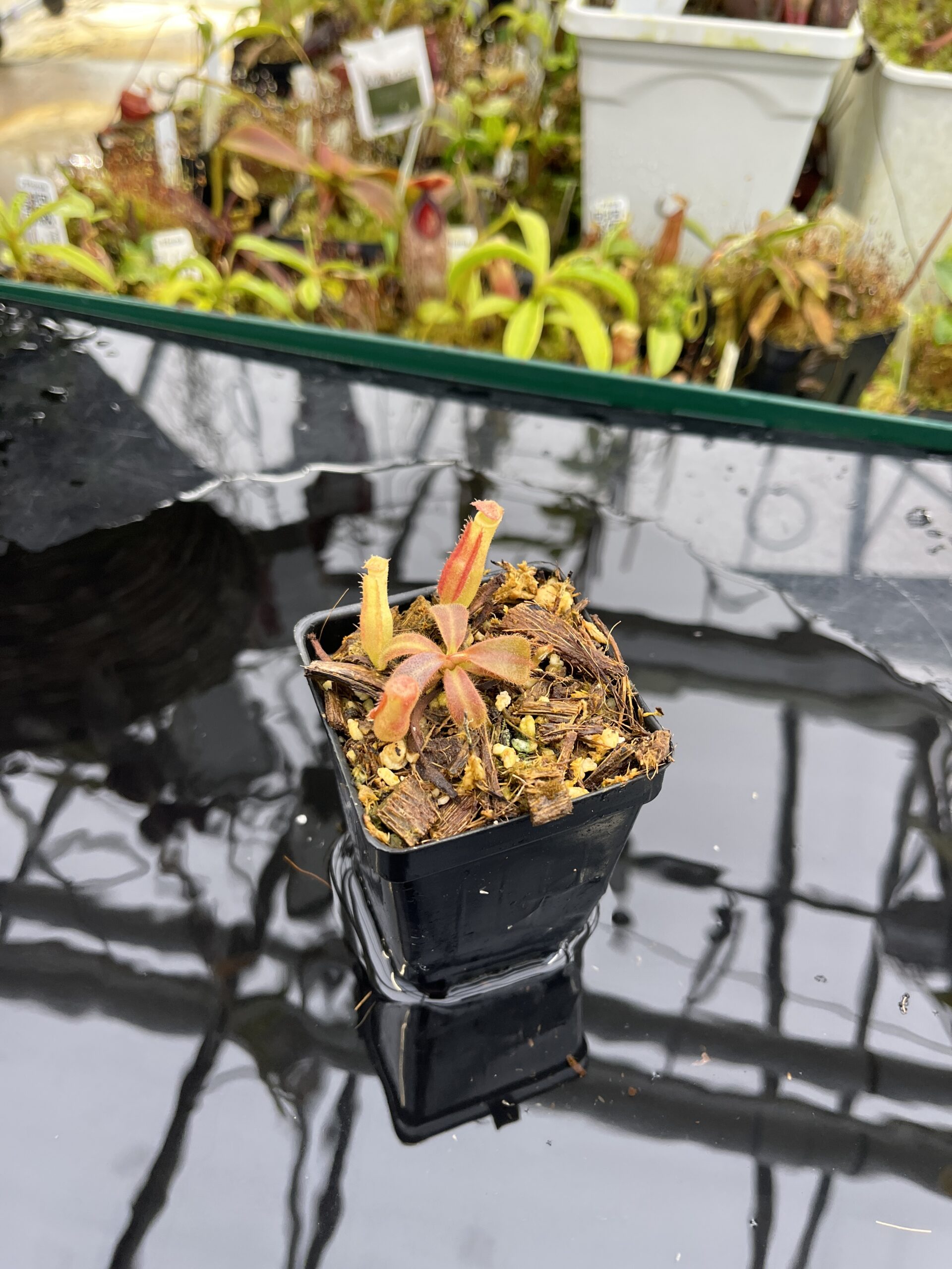 Wide Angle of Nepenthes veitchii Murud, Striped x 'Candy' | Florae | Florae Collaborative | FC-23.03 | IN26495