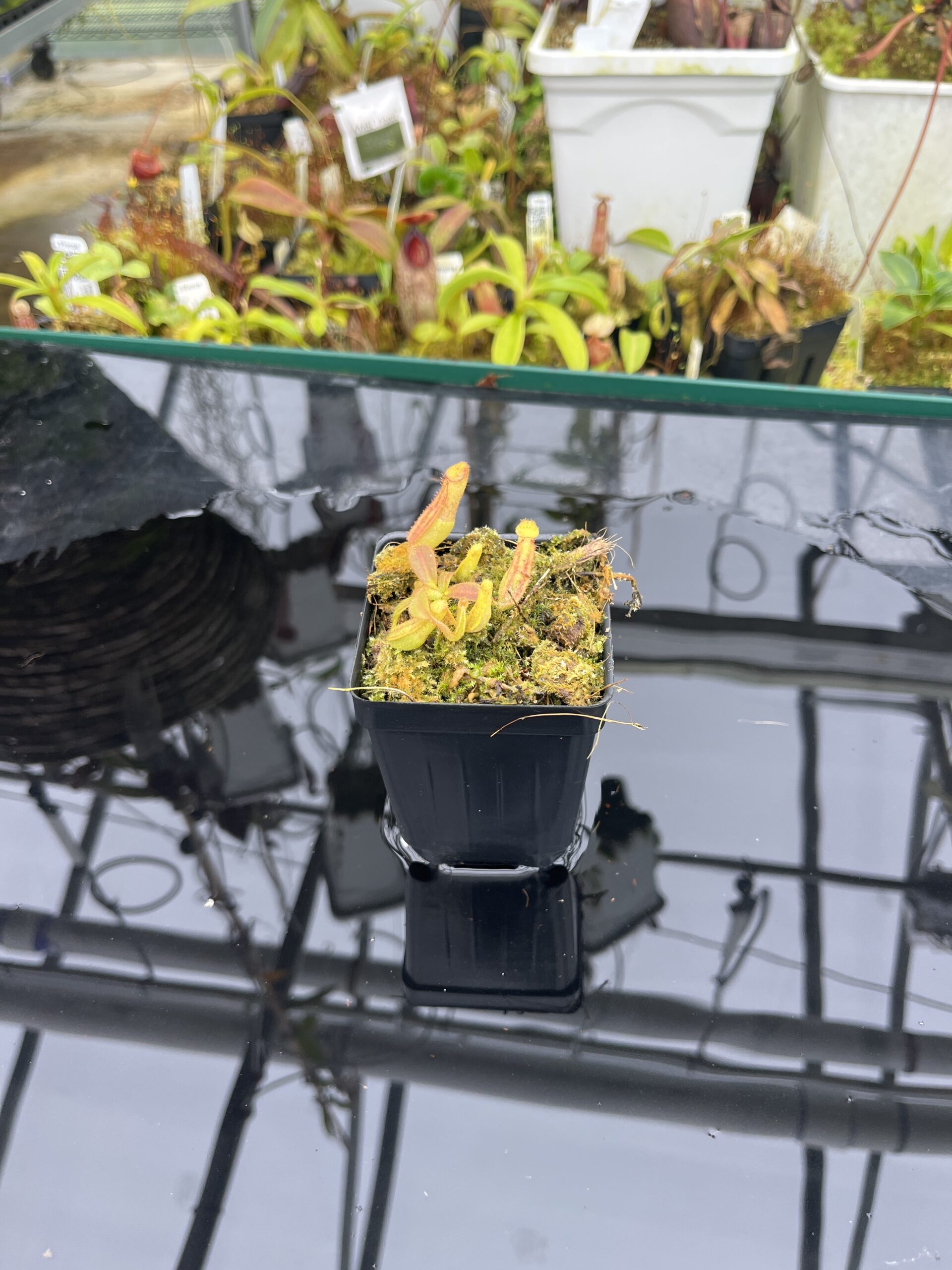 Wide Angle of Nepenthes veitchii (Murud striped x 'Candy') x veitchii BE-3734 | XB | Florae | Xander Brown | XB-510 | IN26729