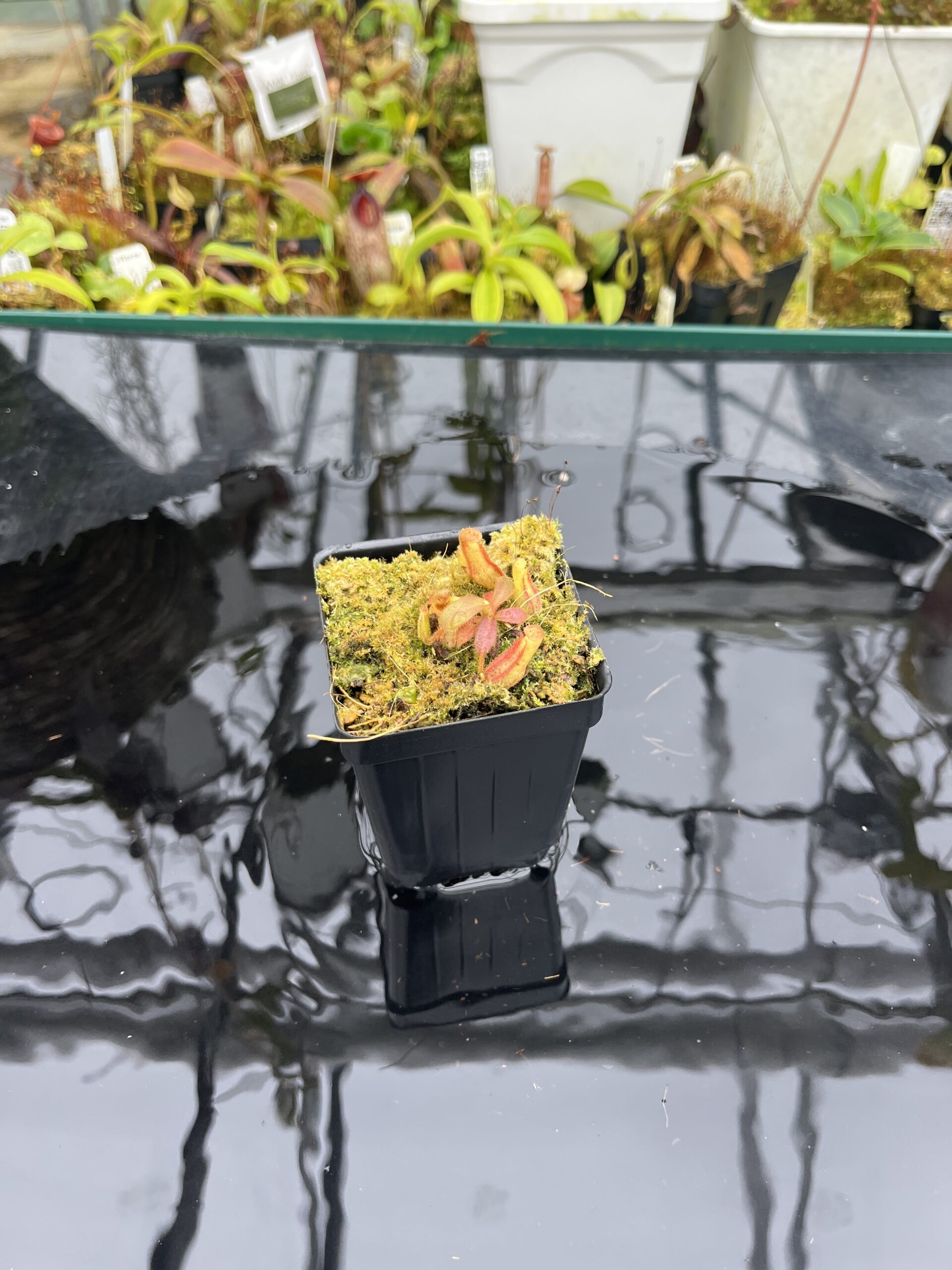 Wide Angle of Nepenthes veitchii (Murud striped x 'Candy') x veitchii BE-3734 | XB | Florae | Xander Brown | XB-510 | IN26733