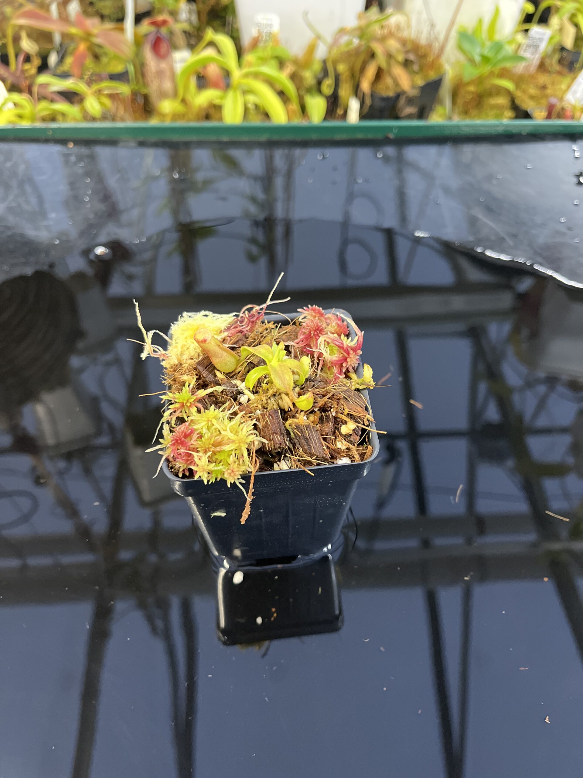Wide Angle of Nepenthes veitchii (m) striped x macrophylla | Clone 6 | Jeremiah Harris | JH-362.06 | IN26345