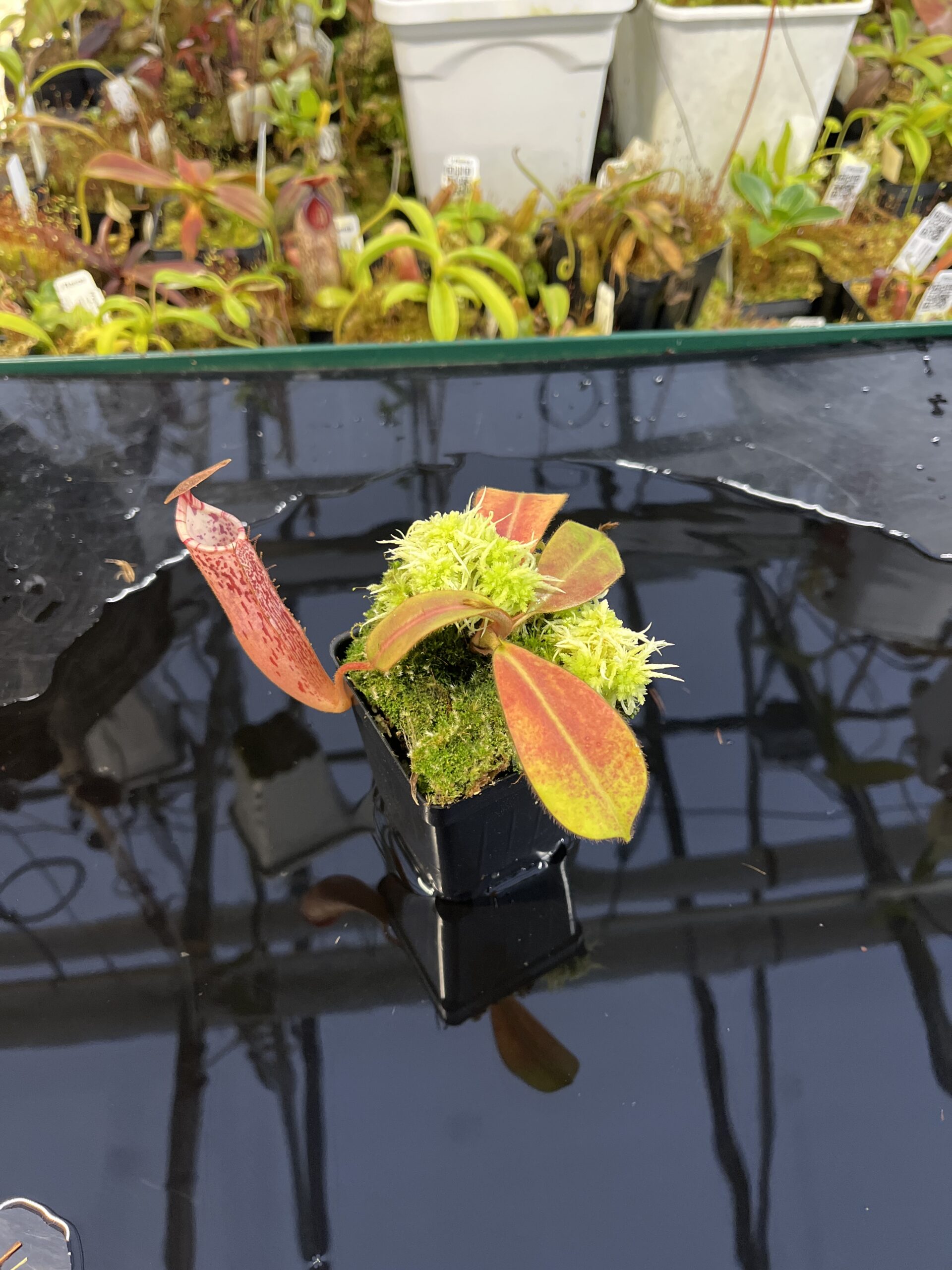 Wide Angle of Nepenthes (veitchii x burbidgeae) x stenophylla | Florae Collaborative | | IN26343