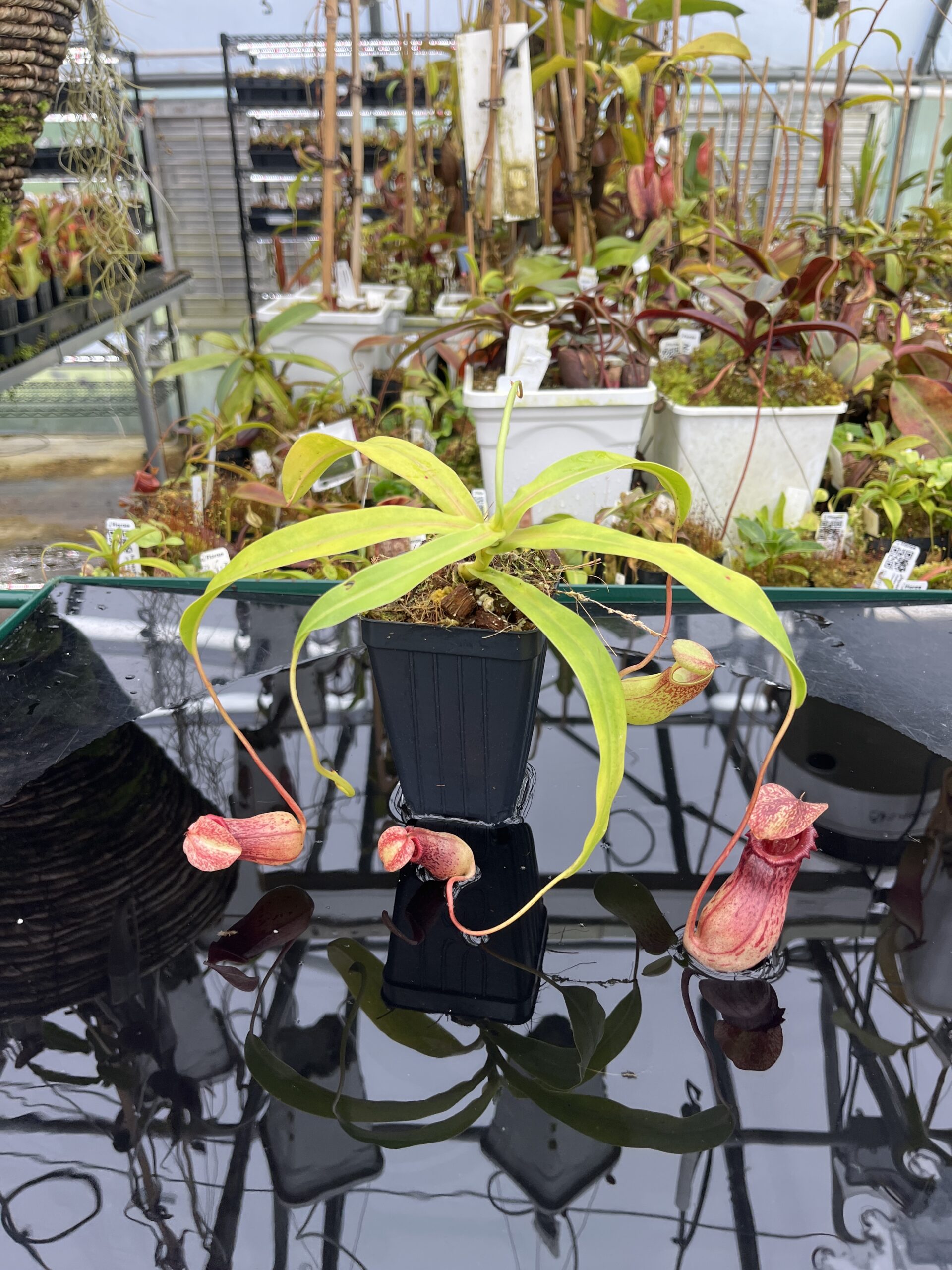 Wide Angle of Nepenthes ventricosa Madja-as | Borneo Exotics | BE-3278 | IN26707