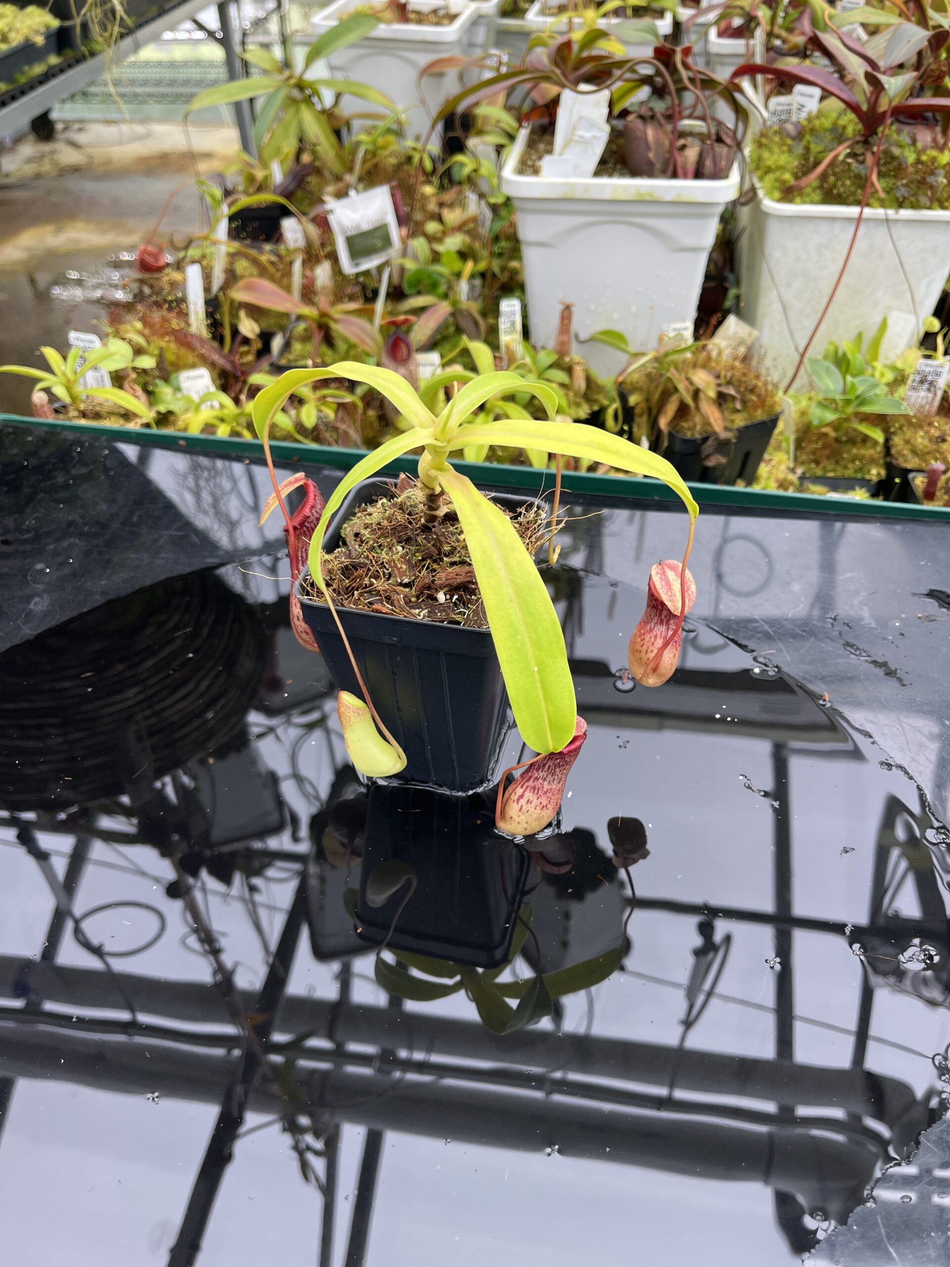 Wide Angle of Nepenthes ventricosa Madja-as | Borneo Exotics | BE-3278 | IN26714