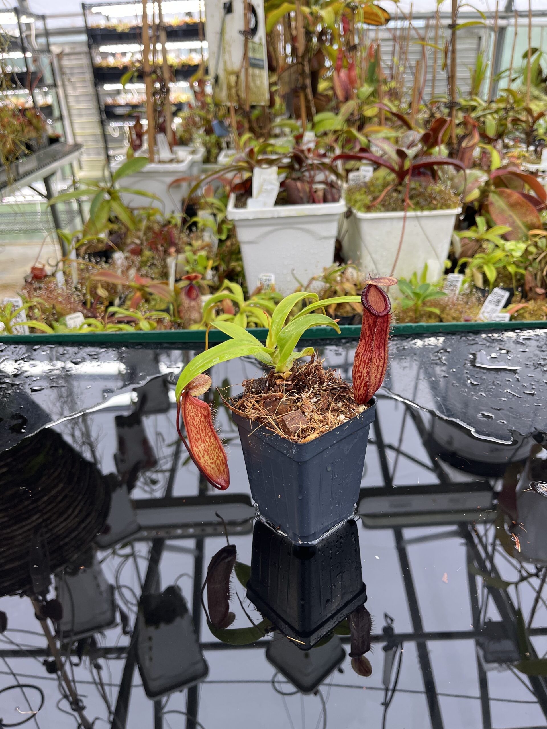Wide Angle of Nepenthes ventricosa x hamata | Borneo Exotics | BE-3672 | IN26375