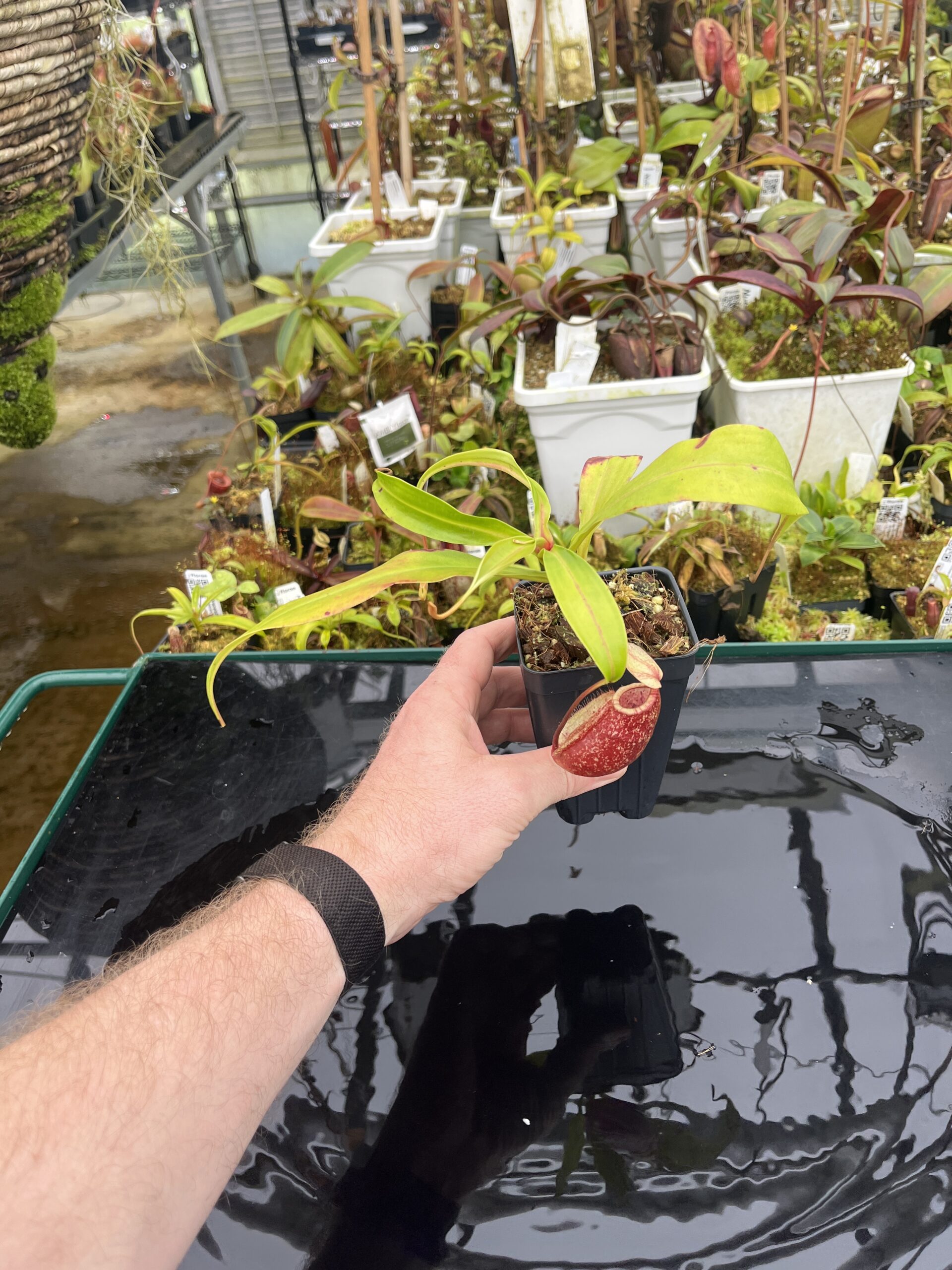 Wide Angle of Nepenthes ventricosa x rafflesiana | Borneo Exotics | BE-3733 | IN26725