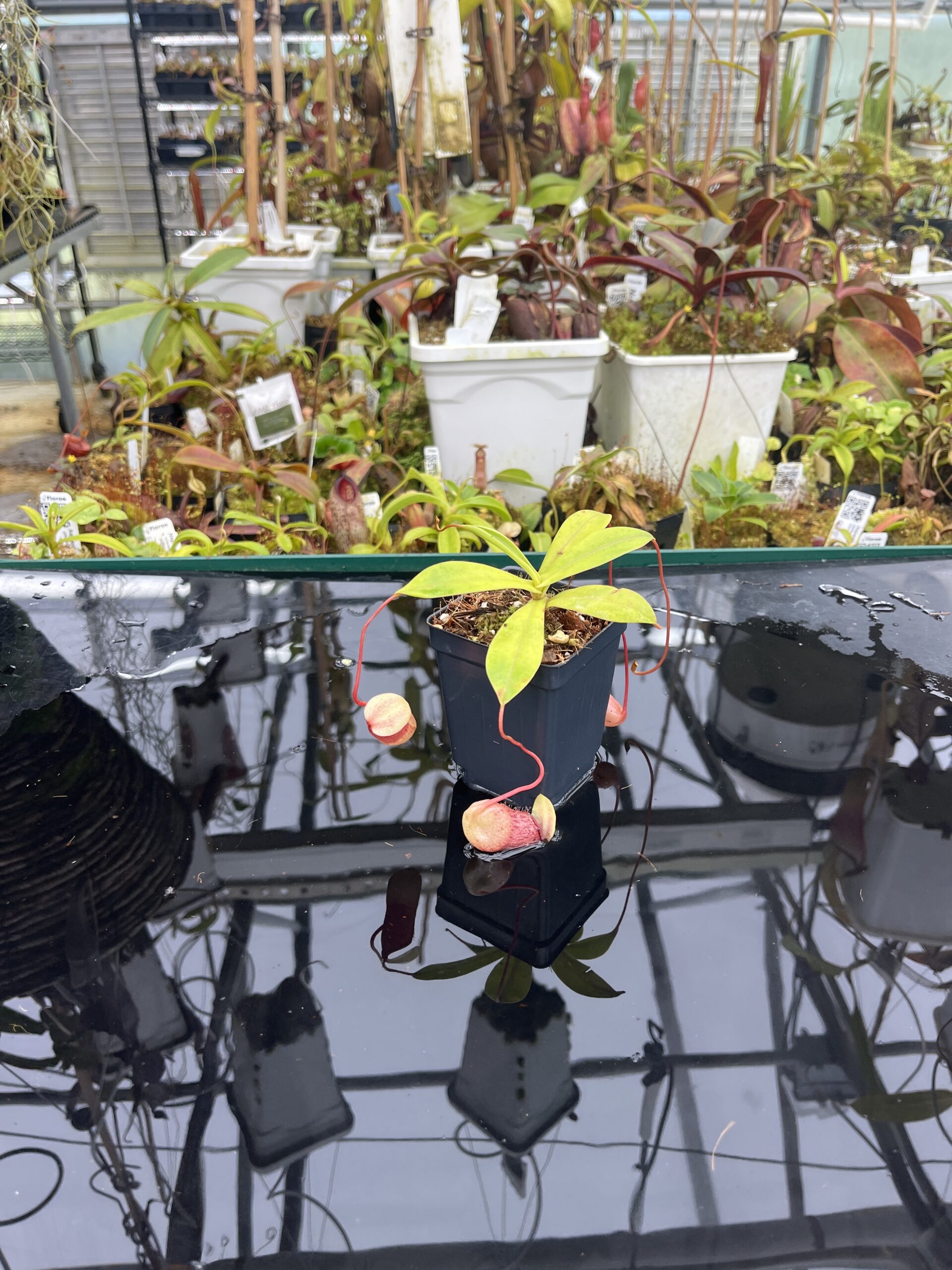 Wide Angle of Nepenthes ventricosa x sibuyanensis | Borneo Exotics | BE-3757 | IN26739