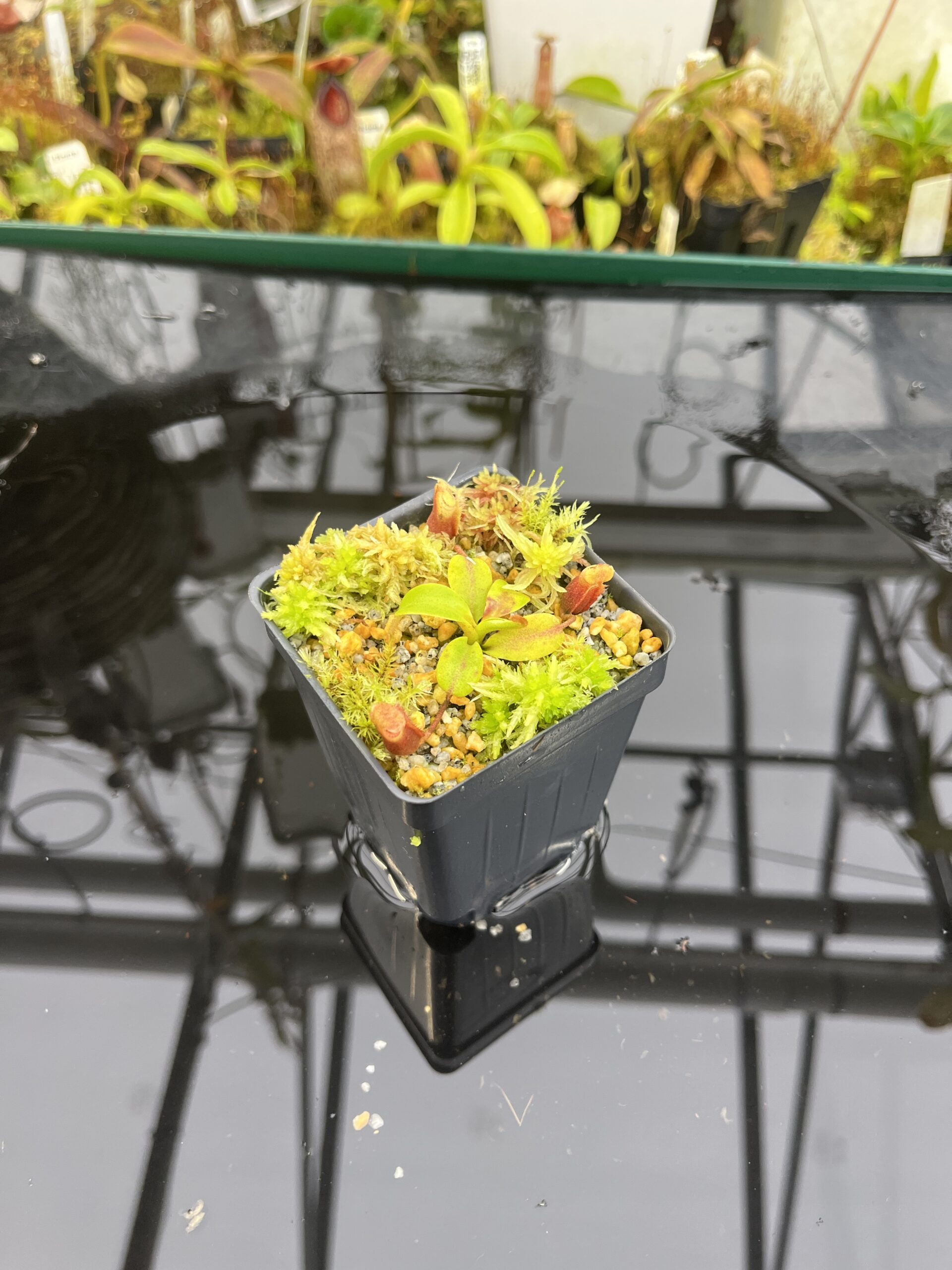 Wide Angle of Nepenthes villosa (Mt. Kinabalu Borneo) | Andreas Wistuba | AW-08 | H26774