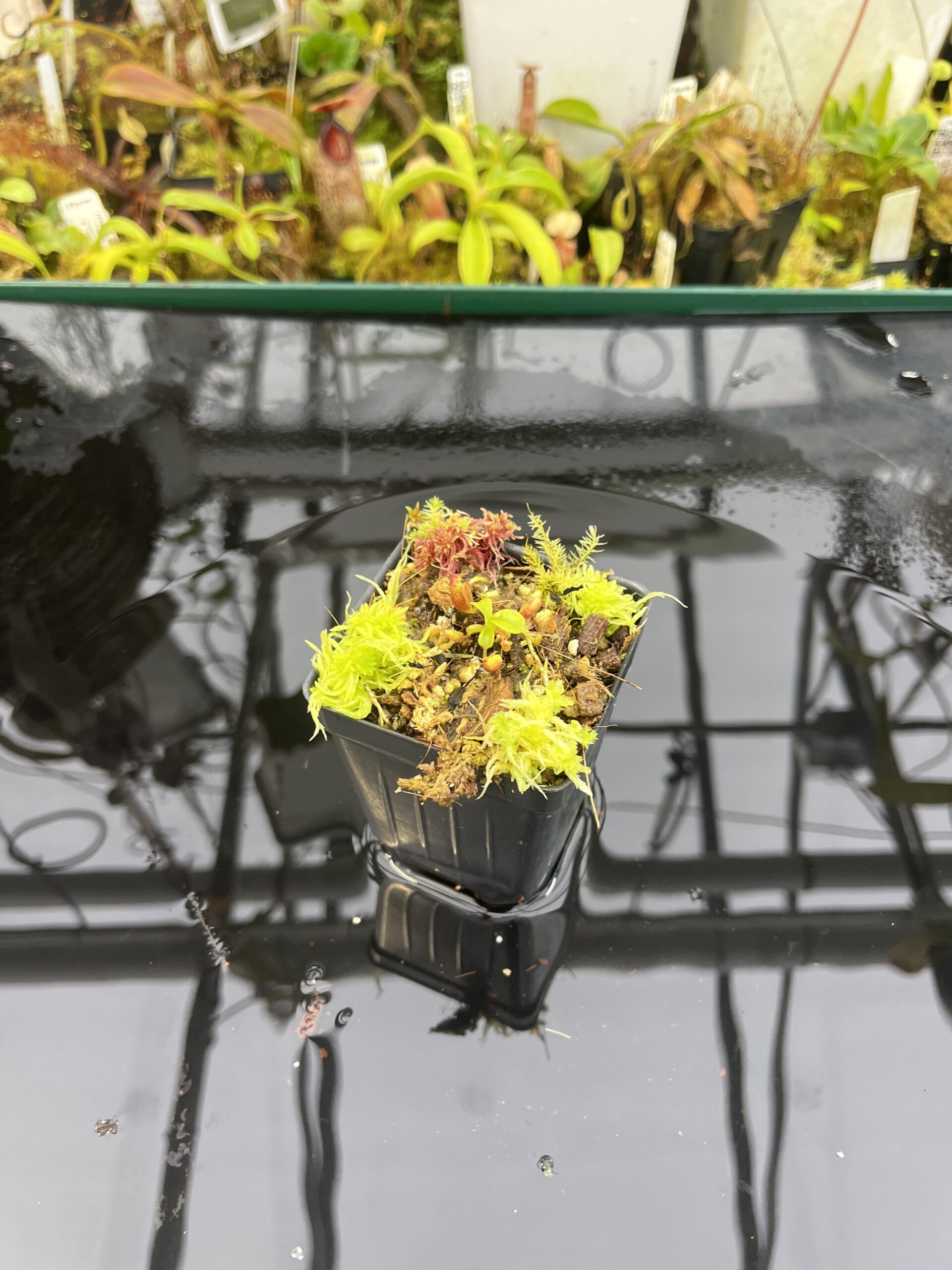 Wide Angle of Nepenthes villosa x lowii | Jeremiah Harris | JH-326.04 | H26762
