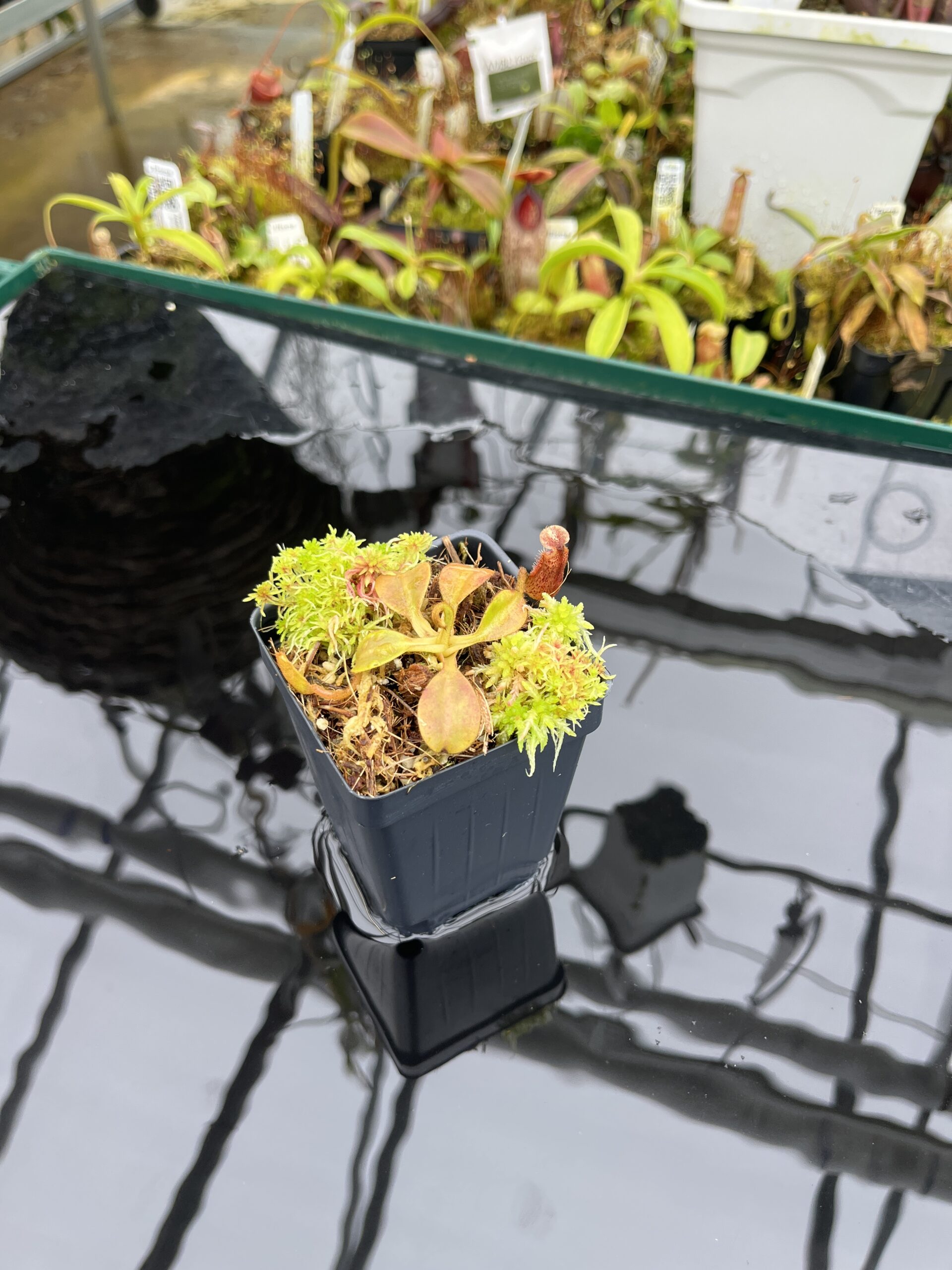 Wide Angle of Nepenthes x trusmadiensis x mollis | Andreas Wistuba | AW-RSC | H26695