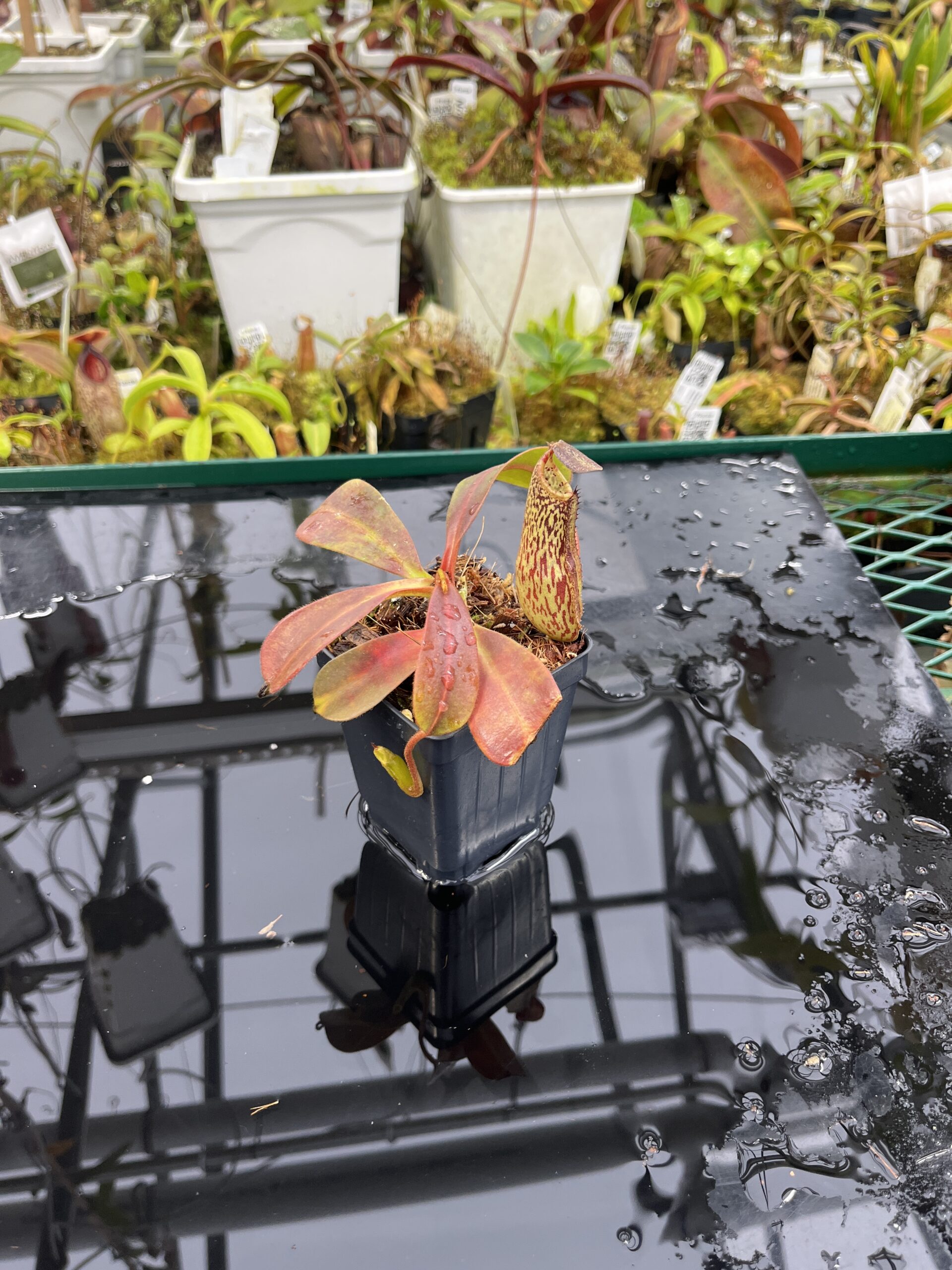 Wide Angle of Nepenthes zakriana | Borneo Exotics | BE-3465 | IN26474