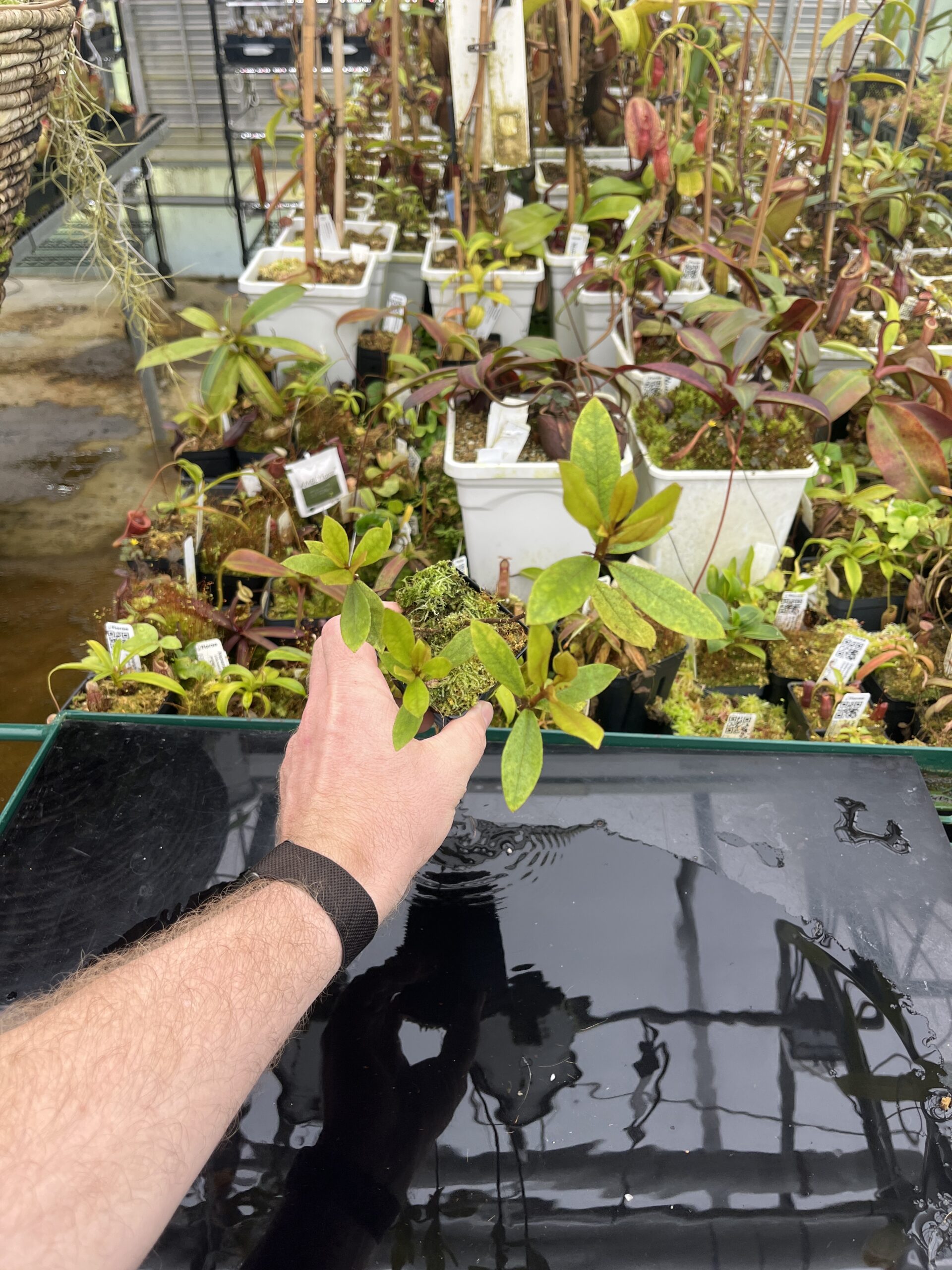 Wide Angle of Rhododendron dielsianum | Florae Collaborative | | IN26732