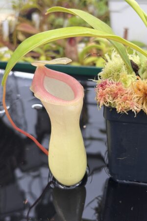 Close Up of Nepenthes ventricosa Porcelain / Alba | Andreas Wistuba | AW-01 | IN26909