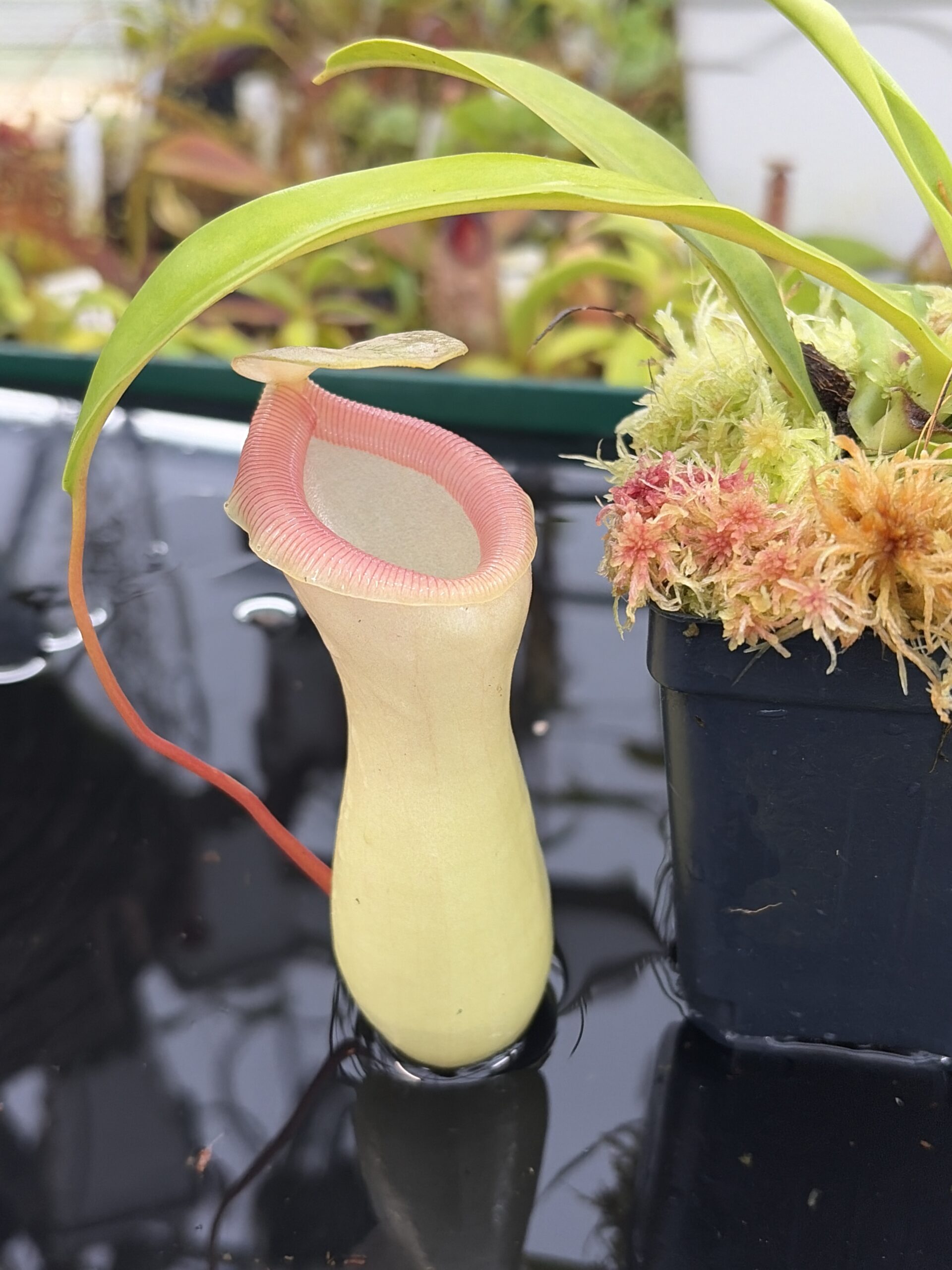Close Up of Nepenthes ventricosa Porcelain / Alba | Andreas Wistuba | AW-01 | IN26909
