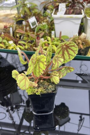 Close Up of Begonia quadrialata (Africa) | Florae Collaborative | | IN26855
