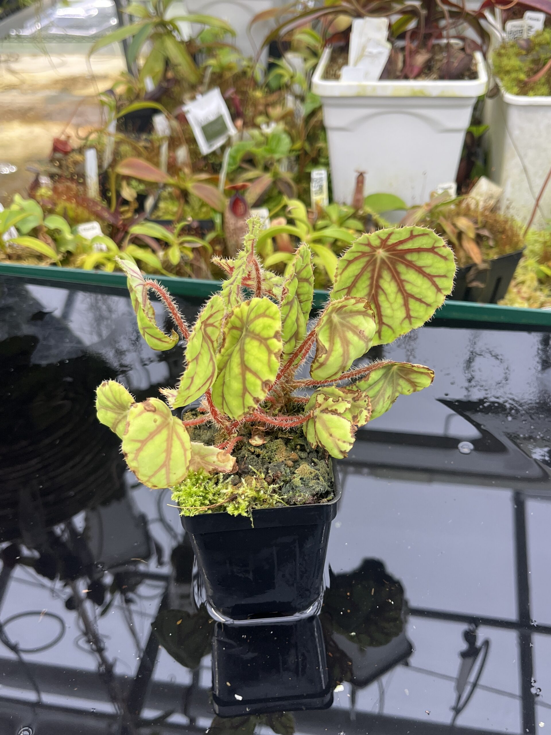 Close Up of Begonia quadrialata (Africa) | Florae Collaborative | | IN26855