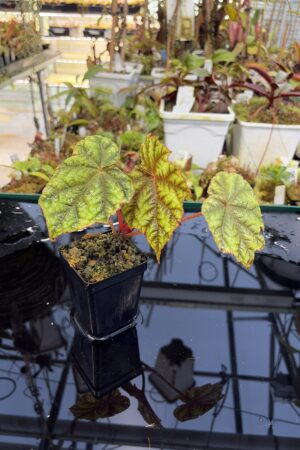 Close Up of Begonia shiwanshanensis (China) | Florae Collaborative | | IN26945