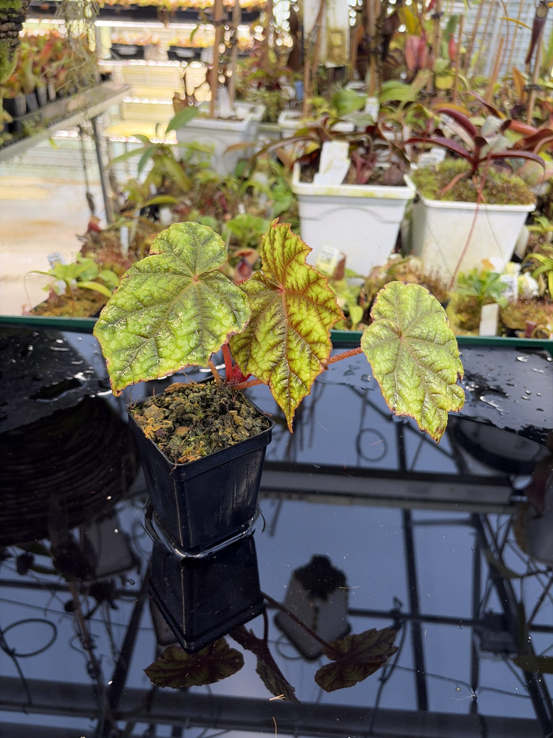 Close Up of Begonia shiwanshanensis (China) | Florae Collaborative | | IN26945