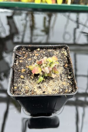 Close Up of Cephalotus follicularis | Borneo Exotics | BE-3563 | IN26824