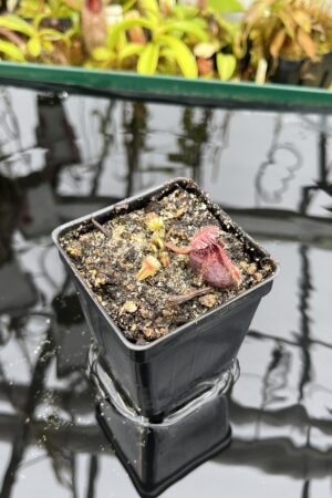 Close Up of Cephalotus follicularis (small, dark, hairy) | Florae Collaborative | | IN26827