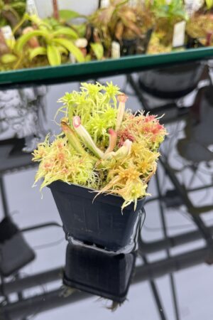 Close Up of Heliamphora Flamingo | Andreas Wistuba | AW-01 | H26895