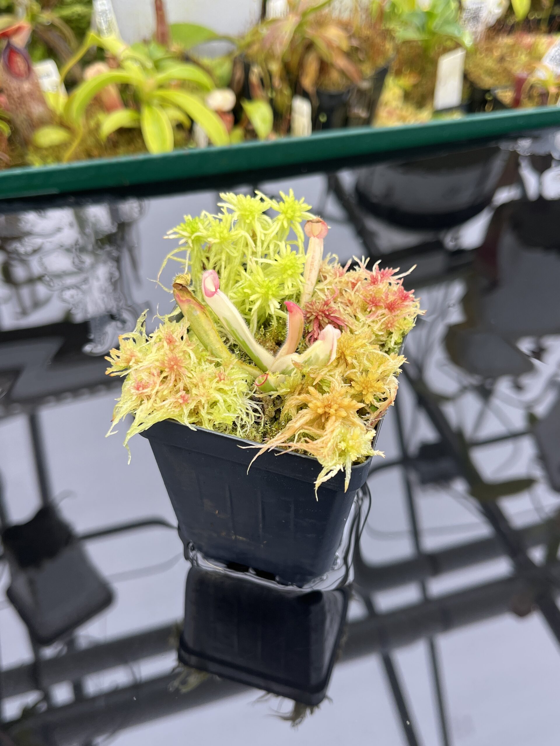 Close Up of Heliamphora Flamingo | Andreas Wistuba | AW-01 | H26895
