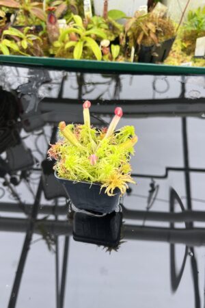 Close Up of Heliamphora Flamingo | Andreas Wistuba | AW-01 | H26896