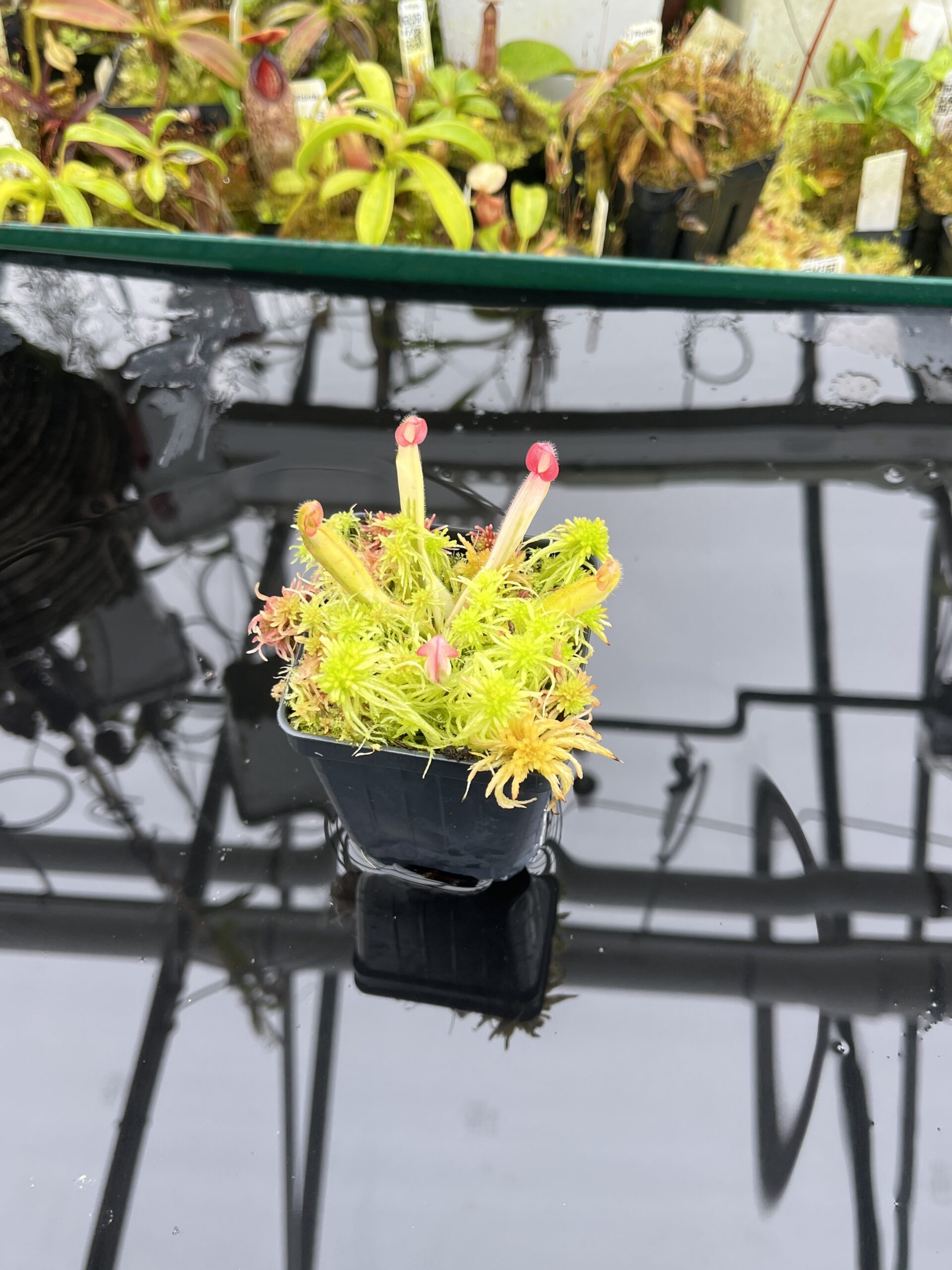 Close Up of Heliamphora Flamingo | Andreas Wistuba | AW-01 | H26896