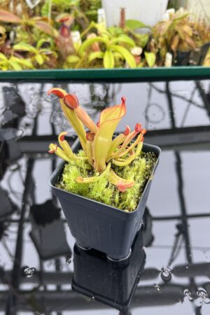 Close Up of Heliamphora nutans (Yuruani Tepui) | Andreas Wistuba | AW-02 | H26903