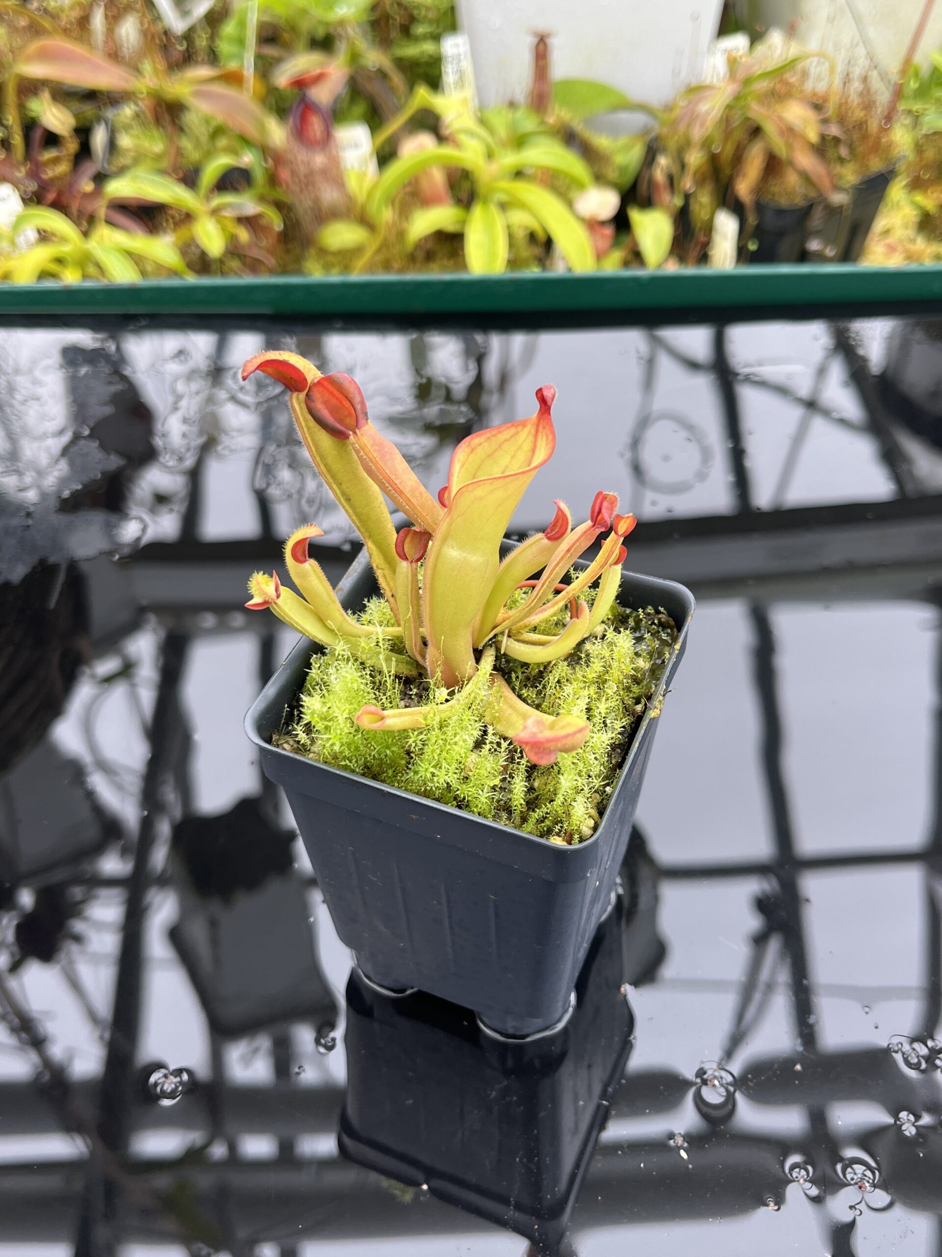 Close Up of Heliamphora nutans (Yuruani Tepui) | Andreas Wistuba | AW-02 | H26903