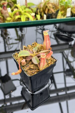 Close Up of Nepenthes 'Song of Melancholy' x peltata | JH | Jeremiah Harris | JH-410 | IN26847