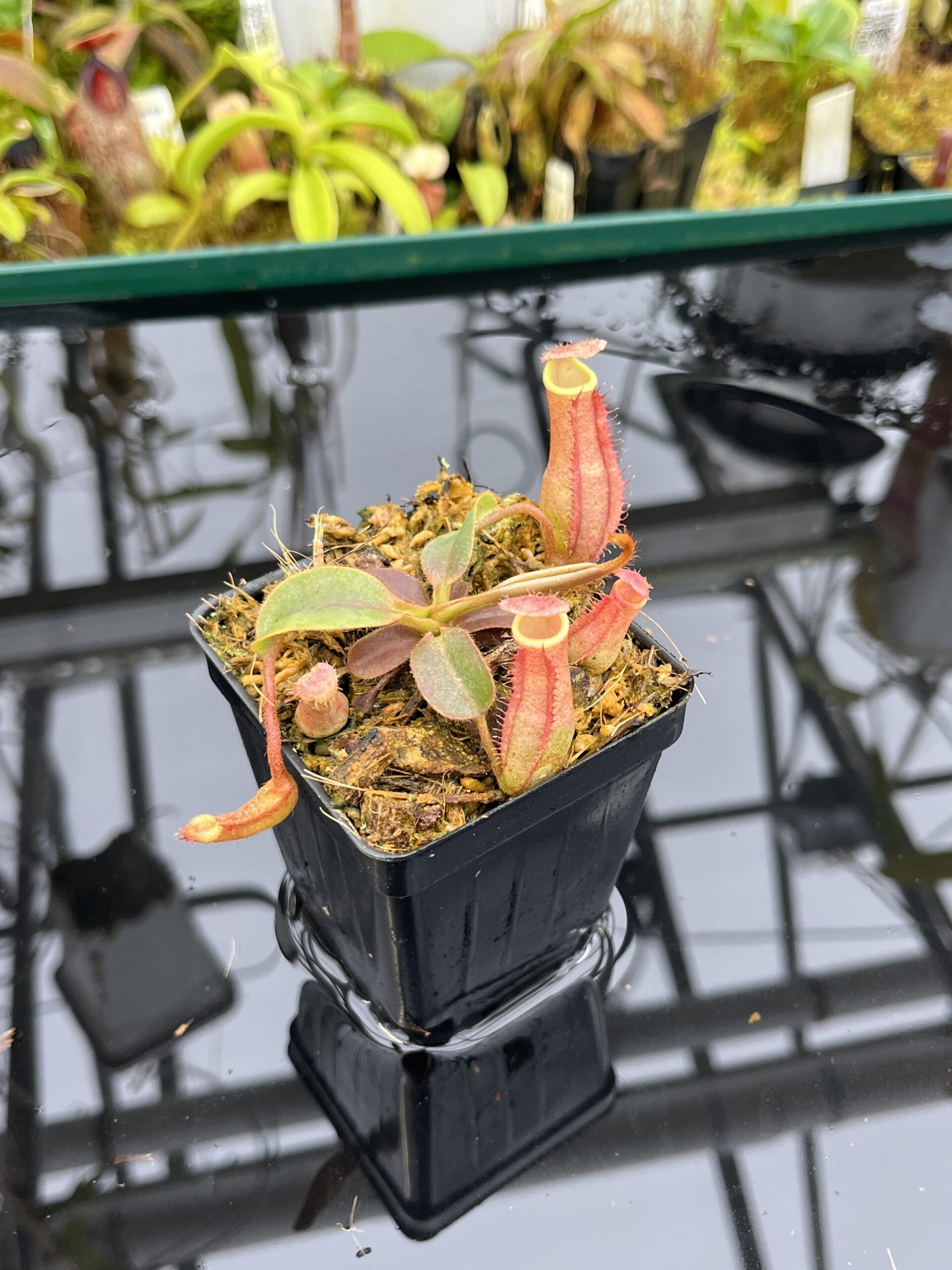 Close Up of Nepenthes 'Song of Melancholy' x peltata | JH | Jeremiah Harris | JH-410 | IN26847