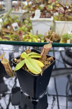 Close Up of Nepenthes adnata x campanulata | Best Carnivorous Plants | BCP-323 | IN26893